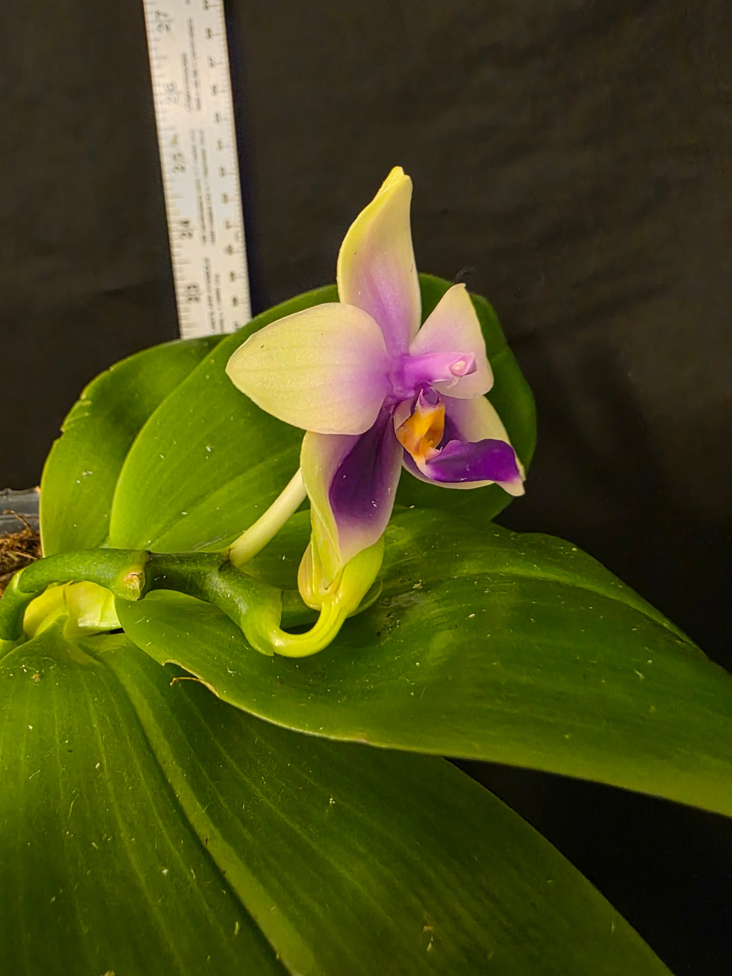 Phalaenopsis bellina var coerulea. Blooming size orchid species. Fragrant