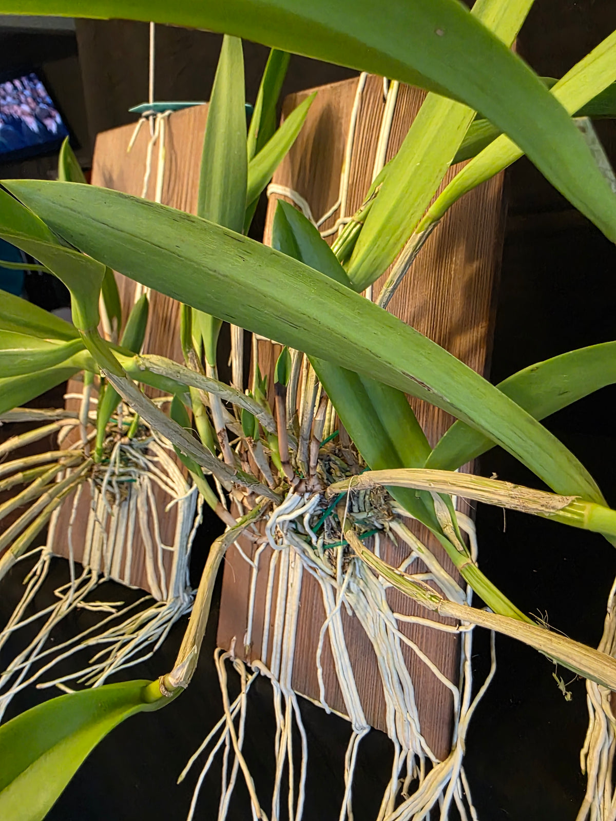 Bc Maikai 'Louise' AM/AOS bloom size mounted divisions. Well established