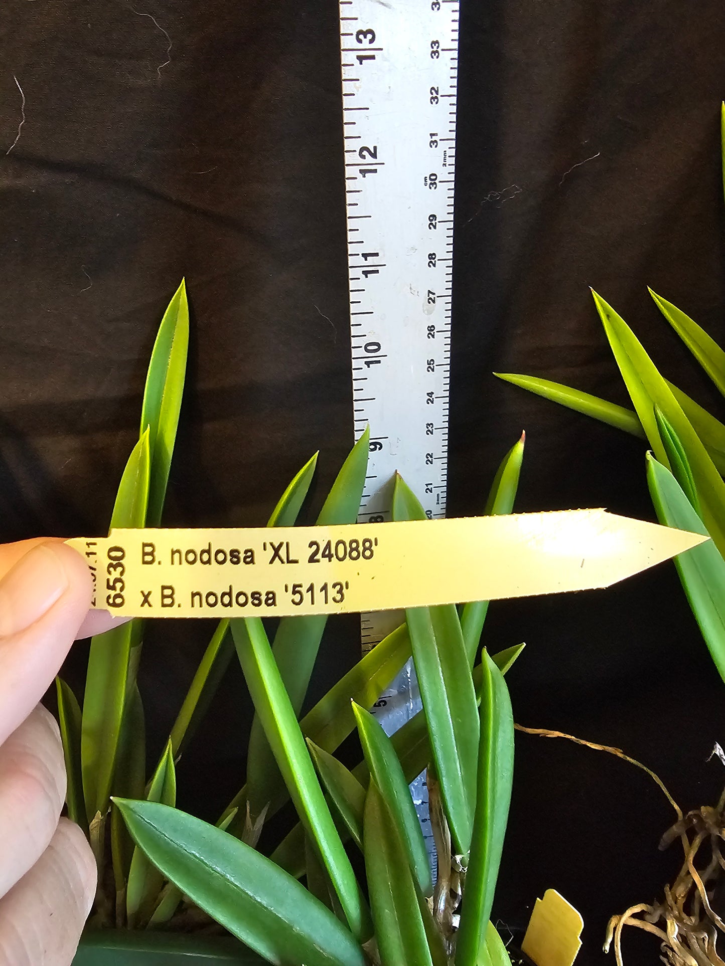 Brassavola nodosa, Blooming size orchid species. Lady of the night Highly fragrant at night