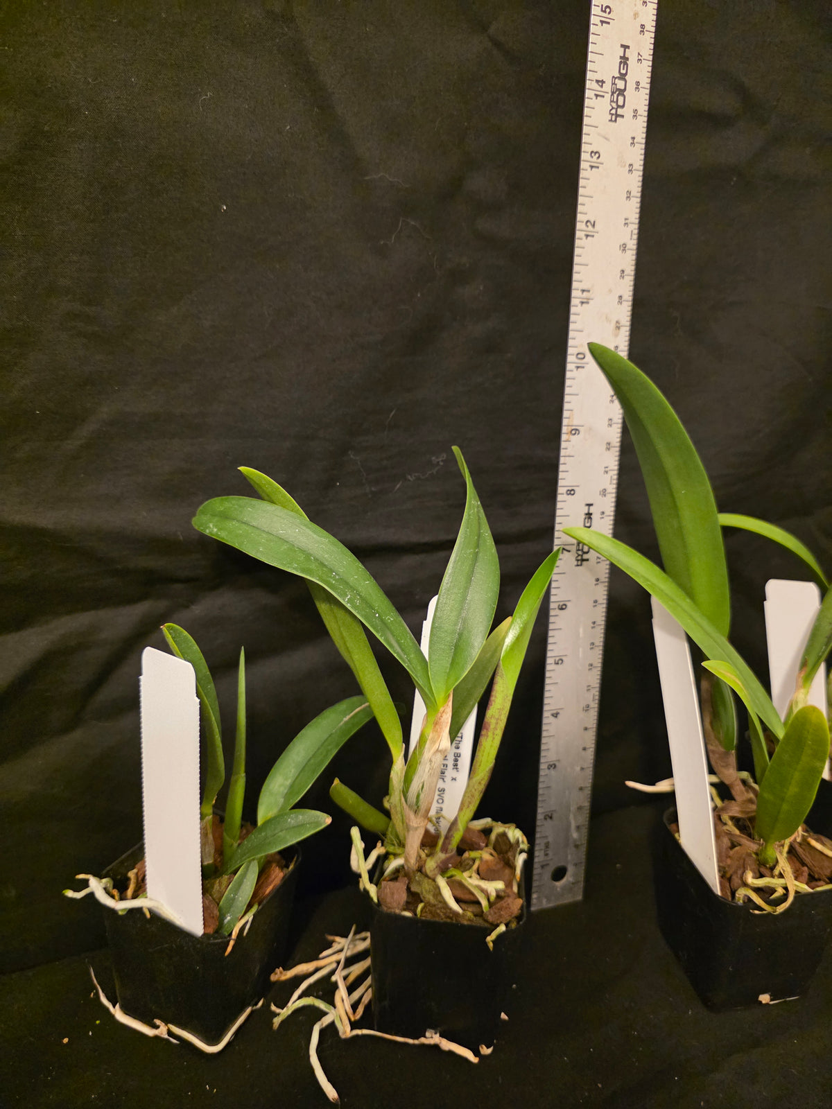 Lc Dennis Olivia's x Slc Lazios Sparks. Blooming size compact cattleya orchid hybrid.