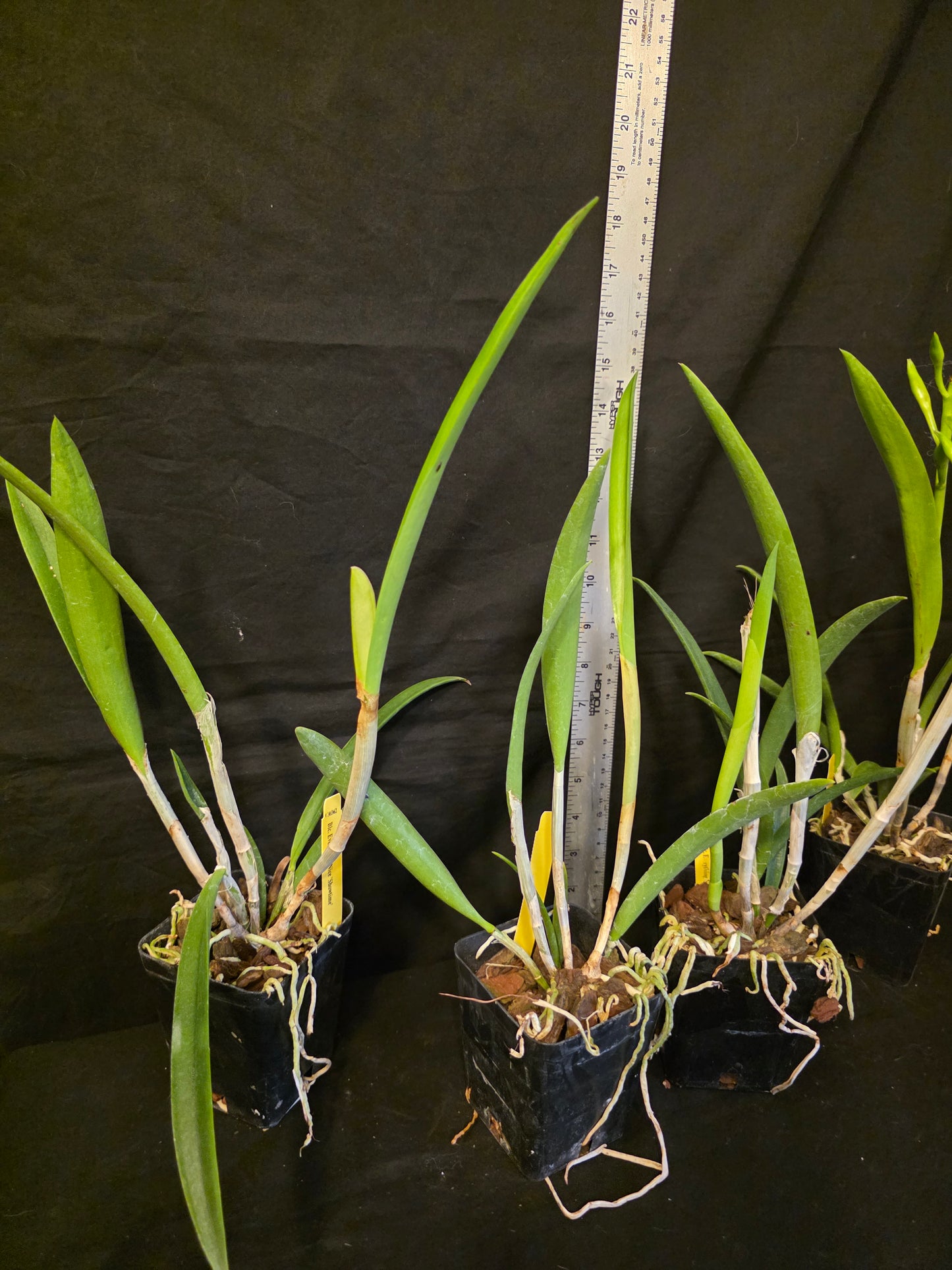 Rlc Everything Nice 'Showtime' blooming size brassavola cattleya orchid clone. Beautiful blooms
