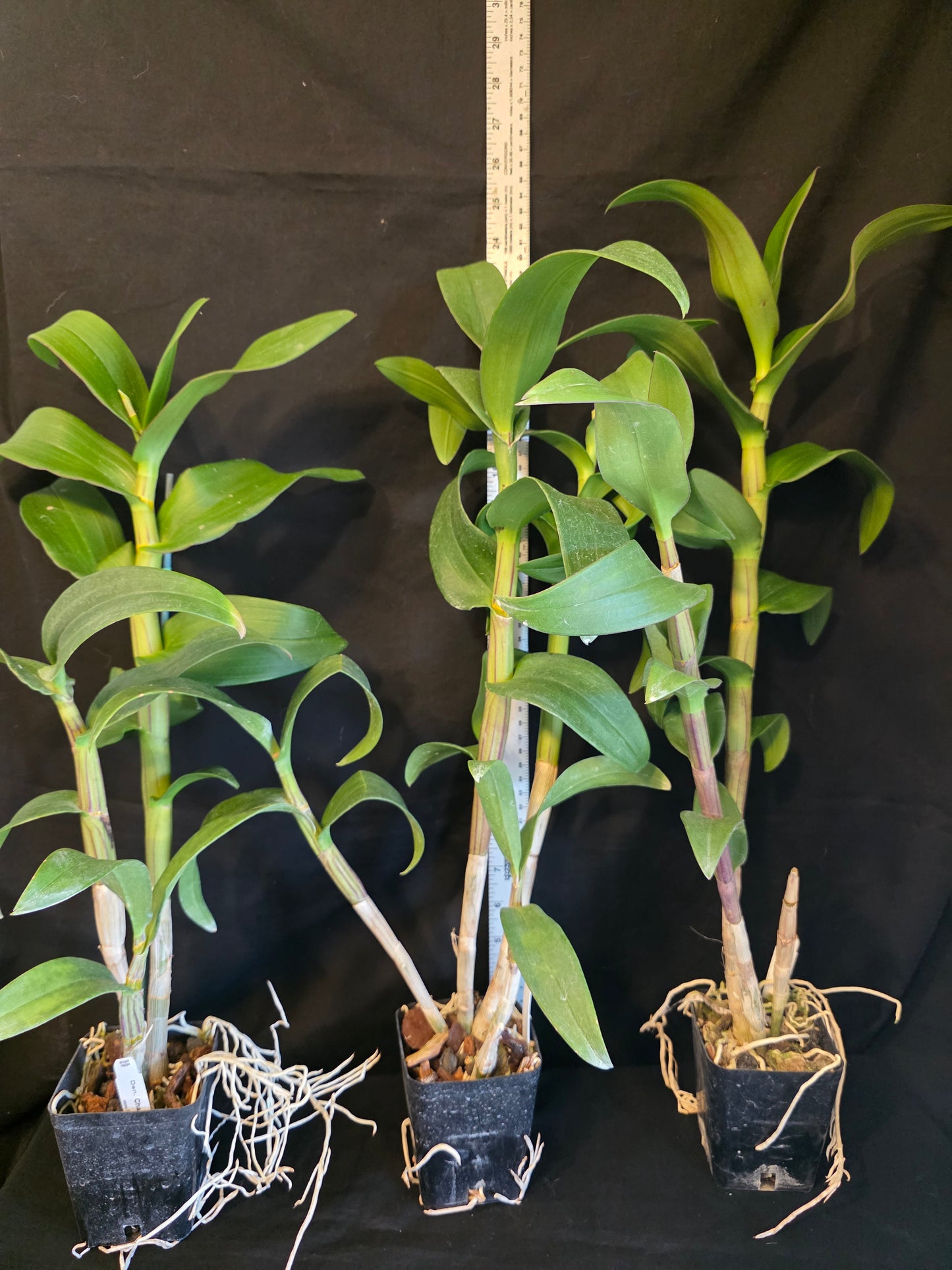 Dendrobium Chatuchuk 'Weekend Market' Blooming Size Dendrobium Orchid Clone