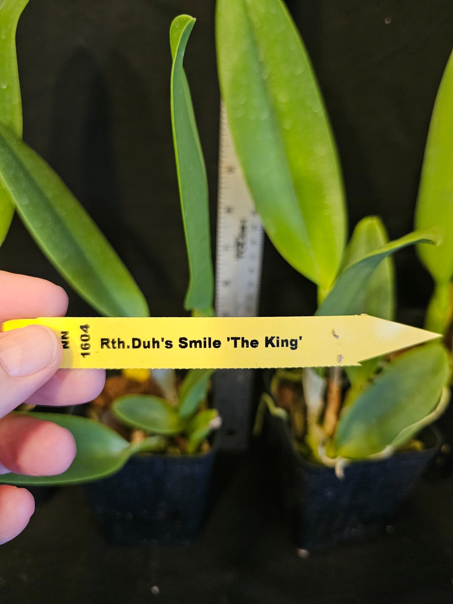 Rlc Duh's Smile 'The King' near blooming size cattleya orchid clone. Beautiful large fragrant blooms.