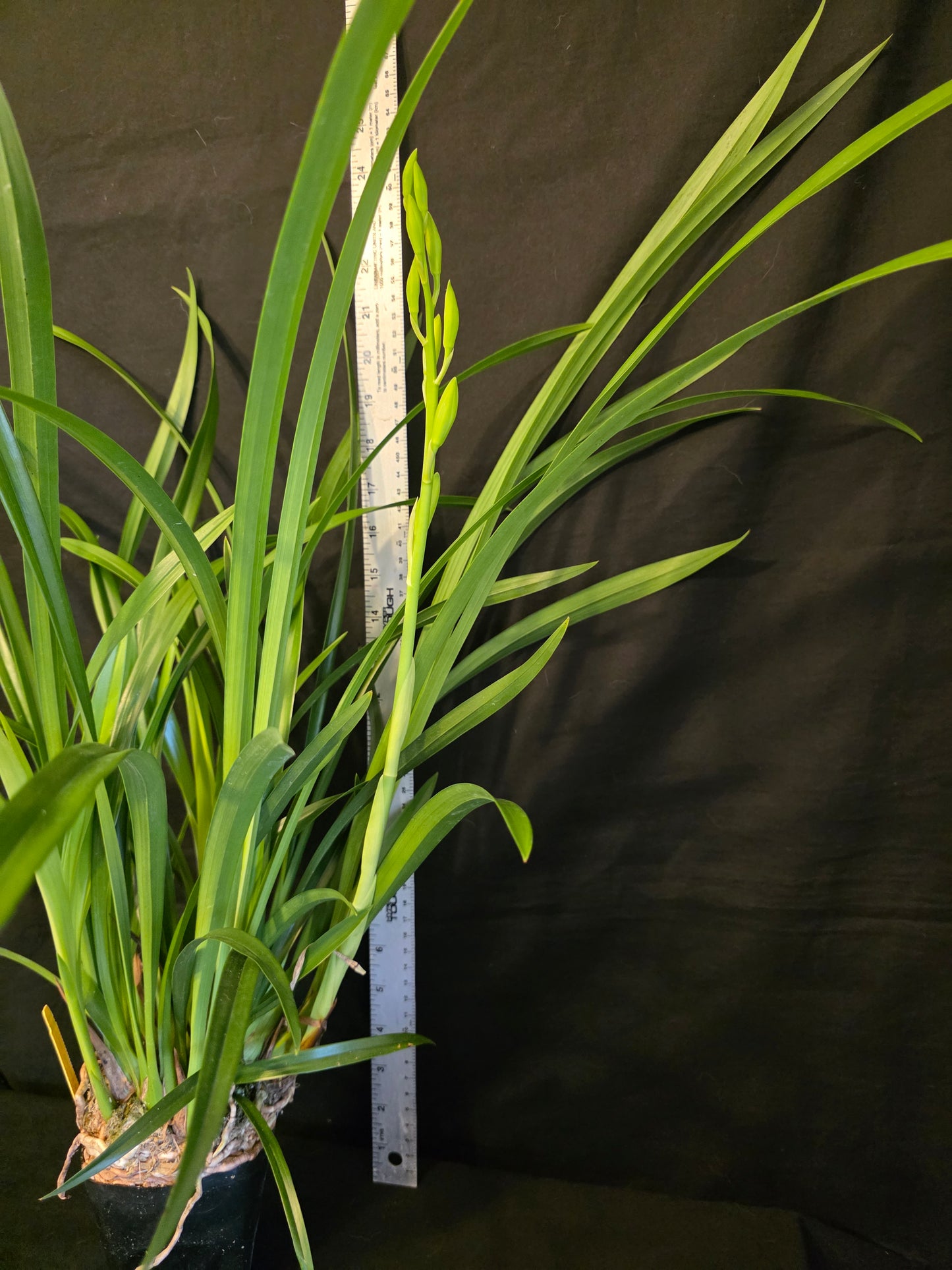 In spike, Cymbidium Golden Elf 'Sundust' Warm Tolerant Bloomimg Size Cymbidium Orchid