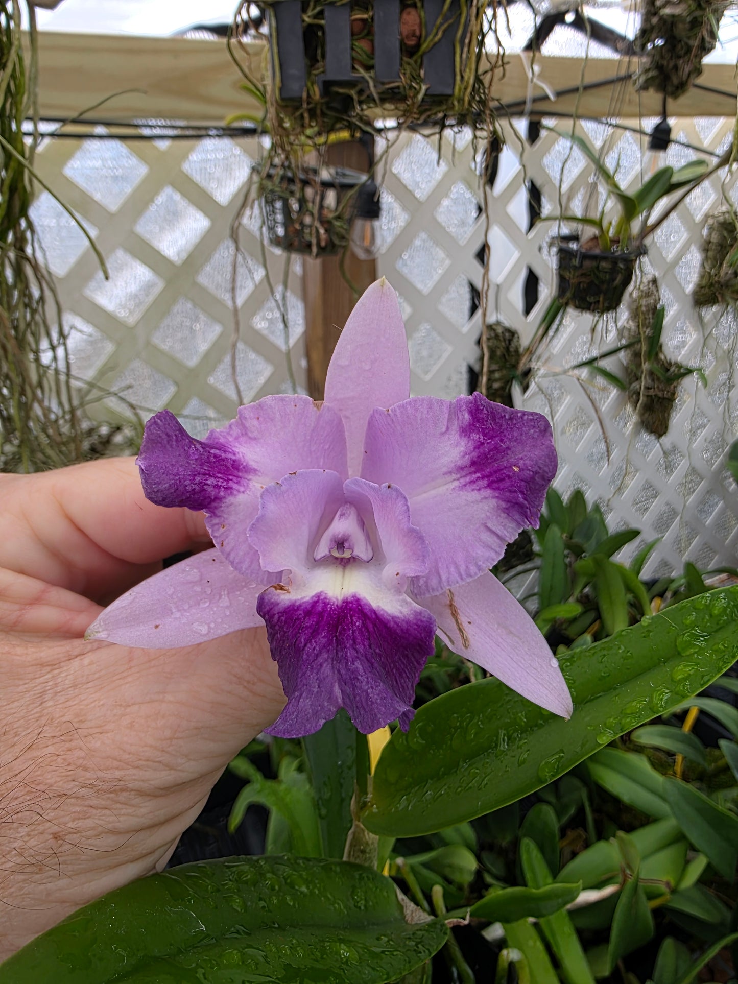 Lc Cariads Mini Quinee 'Angel Kiss' HCC/AOS. Blooming size compact coerulea cattleya orchid clone. Awarded and fragrant