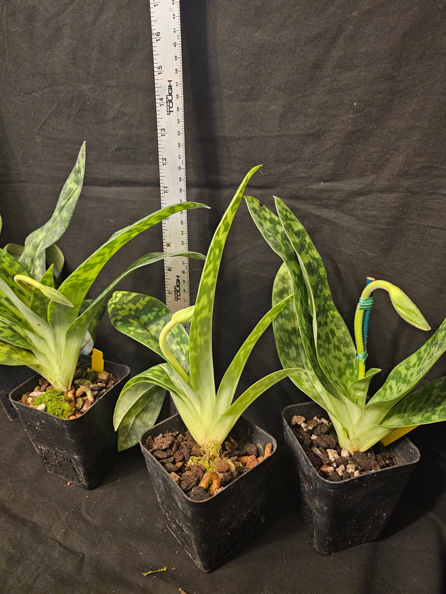 Paphiopedilum Janet Kunkle. Blooming size Paphiopedilum orchid hybrid. Long lasting beautiful blooms. 2.5" pots