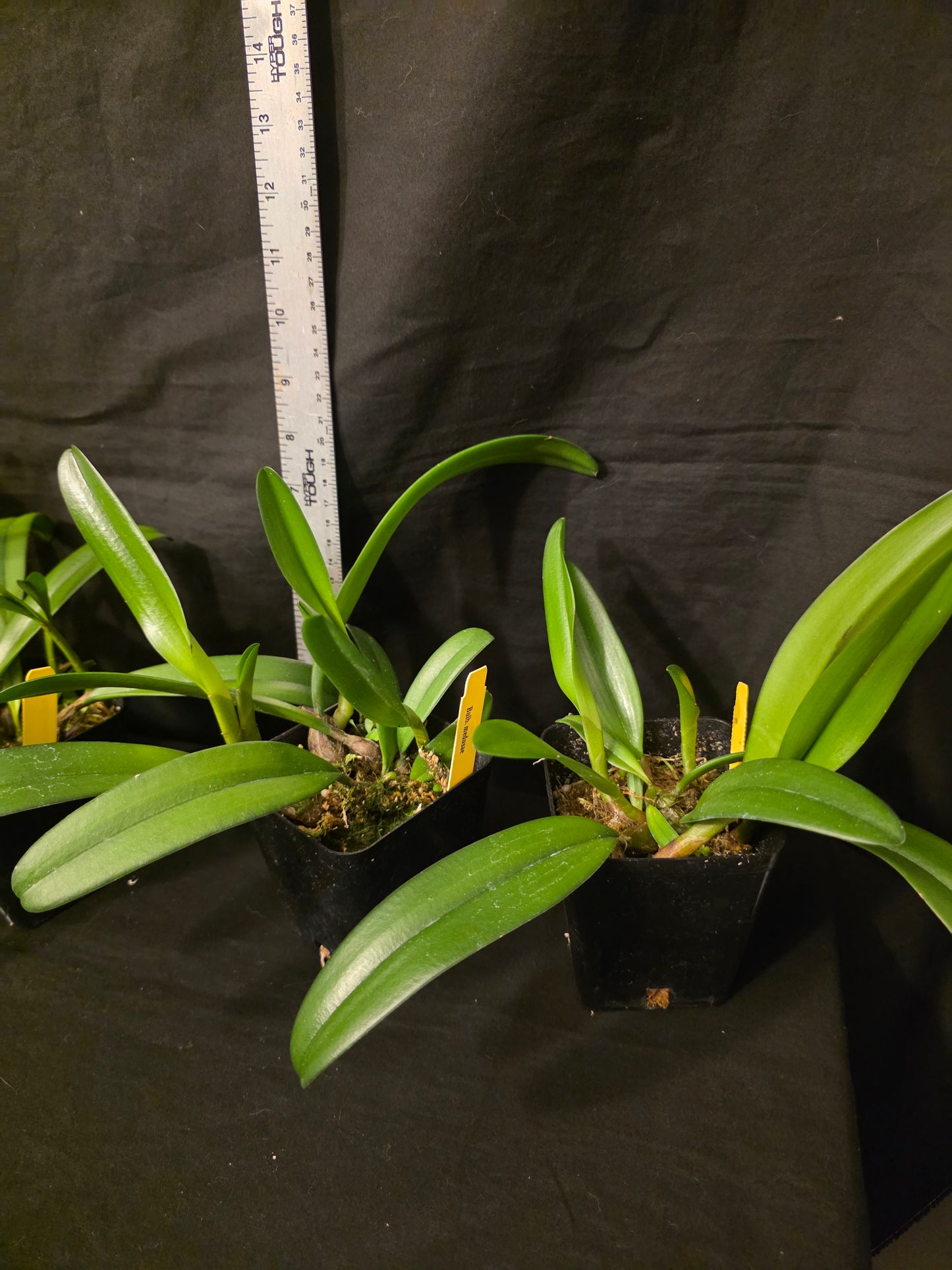 Bulbophyllum medusae, blooming size impressive orchid species. Rare