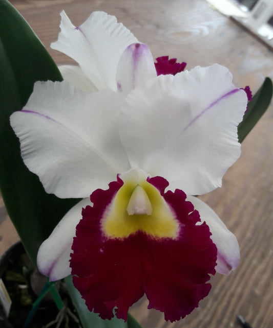 Rlc Shirley Byrnes 'NN? Near blooming size semi alba flare petal cattleya orchid clone.