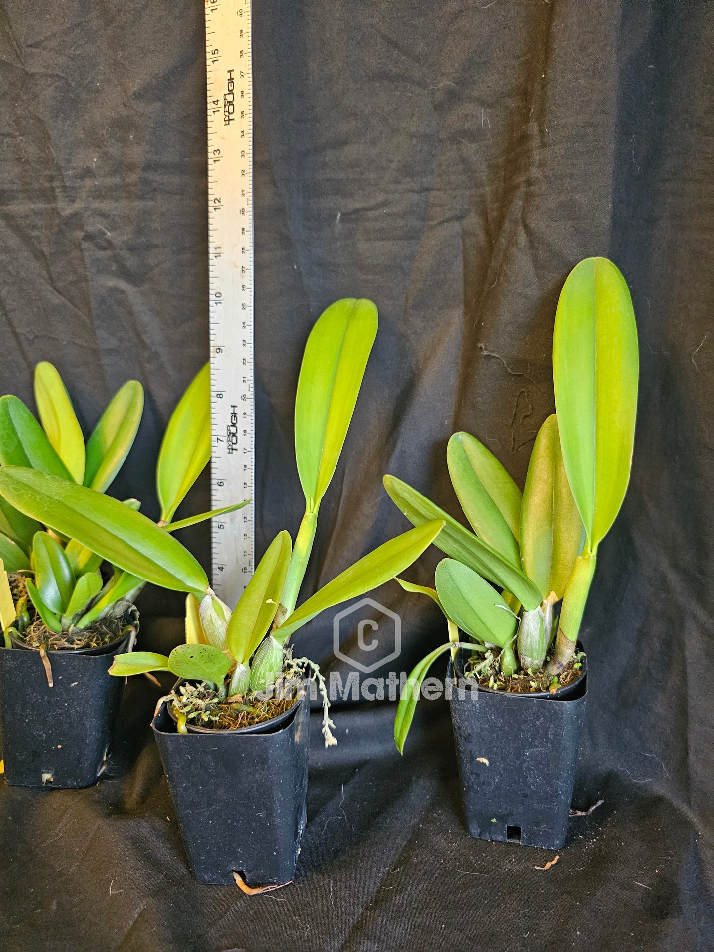 Rth Air Dream 'Pretty Girl' near blooming size cattleya orchid clone. Beautiful yellow and white blooms with a red lip.