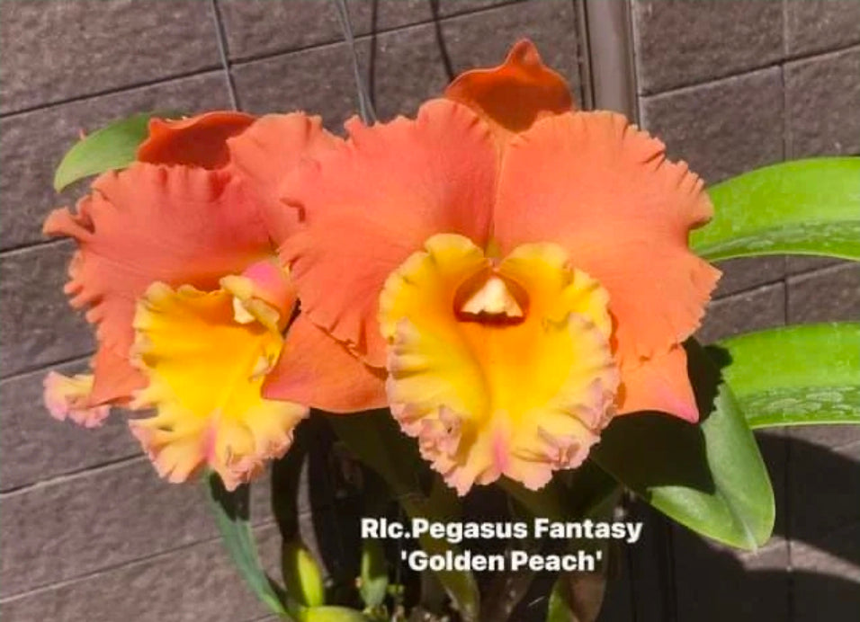 Rlc Pegasus Fantasy 'Golden Peach'  Near blooming size cattleya clone.