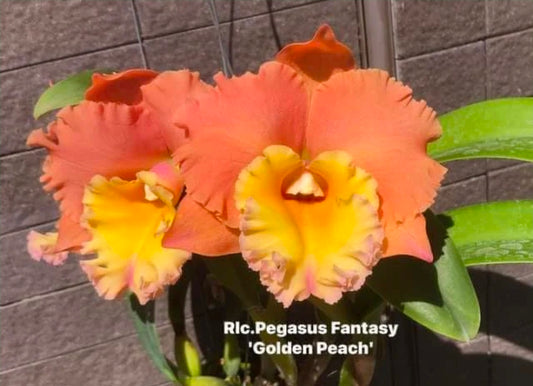 Rlc Pegasus Fantasy 'Golden Peach'  Near blooming size cattleya clone.