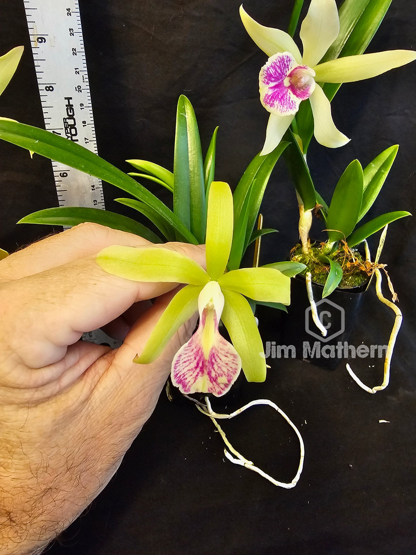 SC June Bug 'Venice Sunshine' x Brassavola nodosa. Blooming size compact growing orchid hybrid. Seed grown hybrid