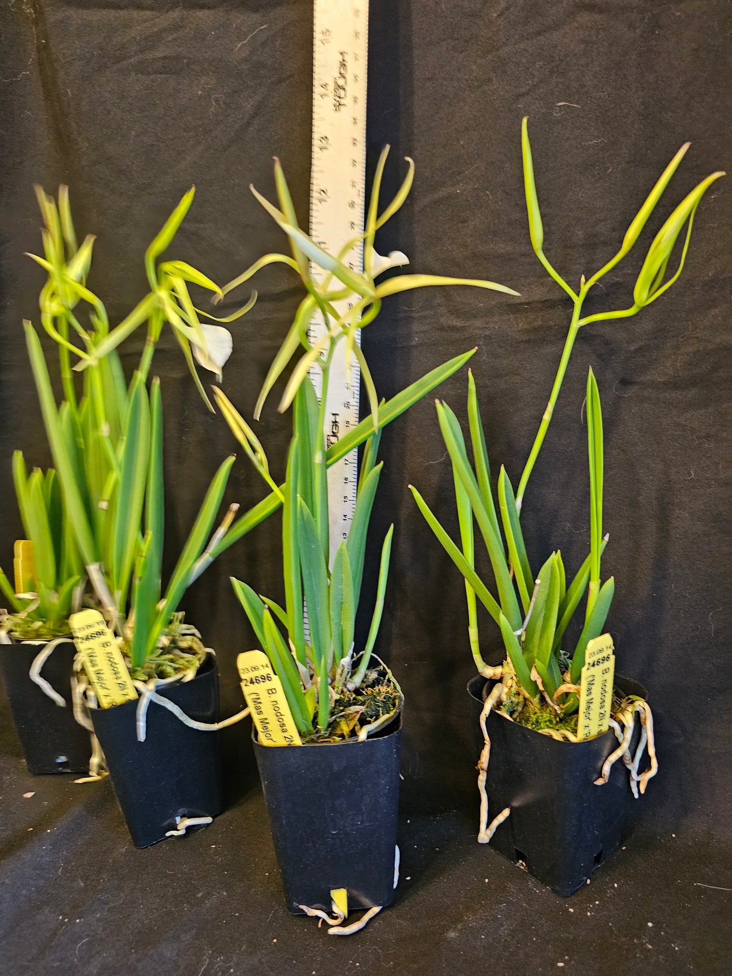 Brassavola nodosa, Blooming size orchid species. Lady of the night Highly fragrant at night