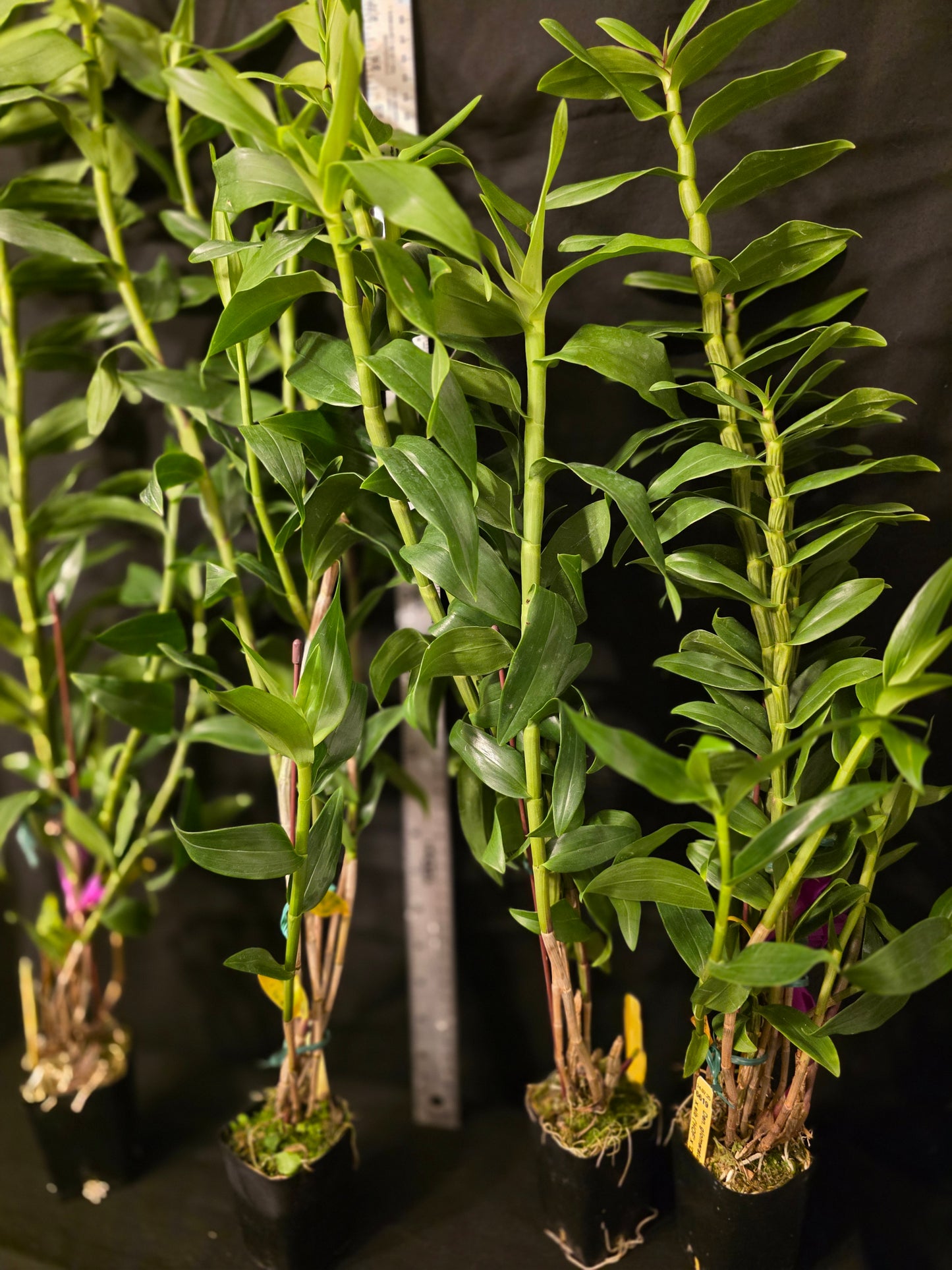 Dendrobium glomeratum. Near blooming size Dendrobium orchid species.