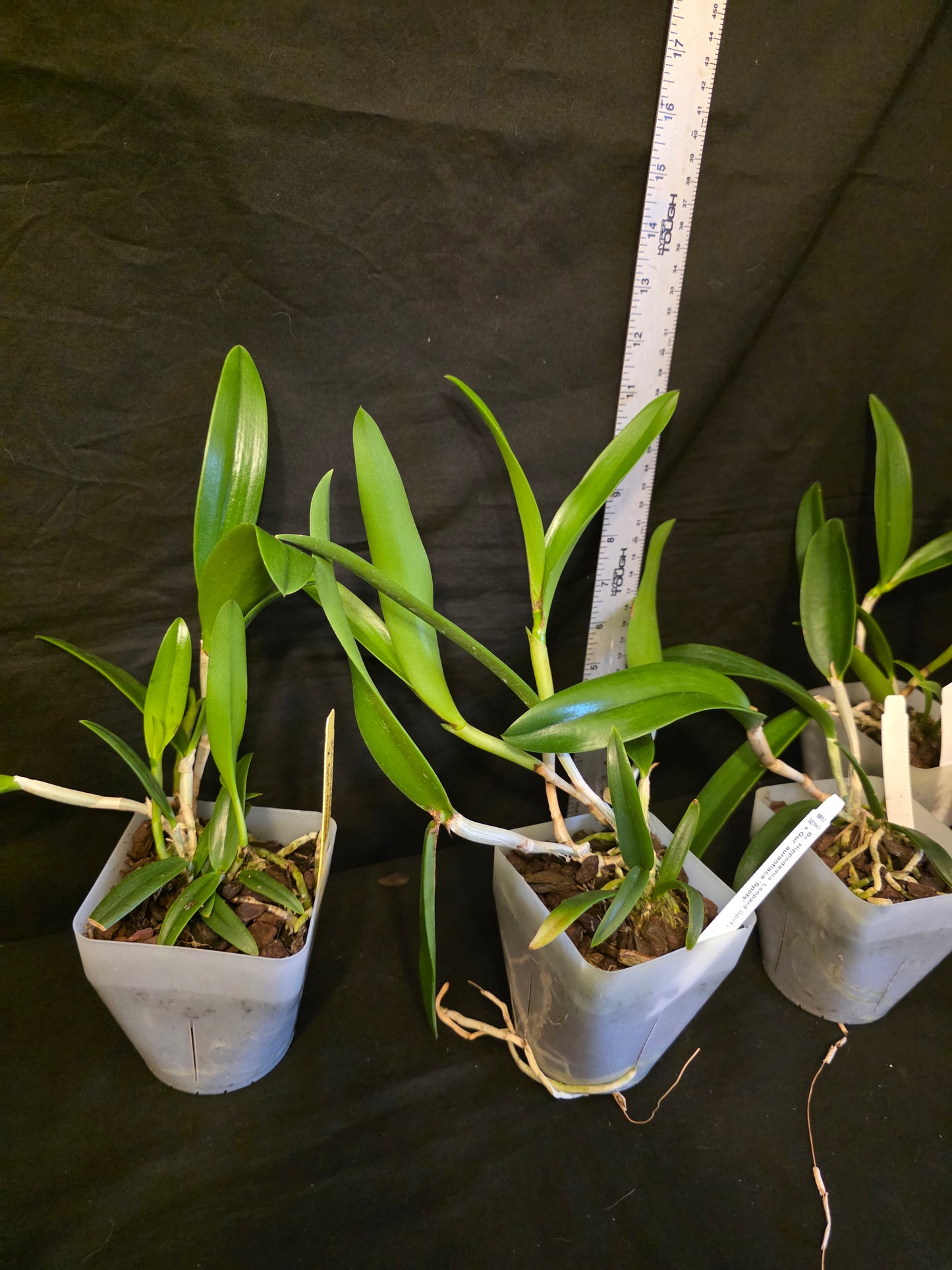 Bc Hippodamia x Gur aurantiaca. Blooming size Brasso cattleya orchid hybrid
