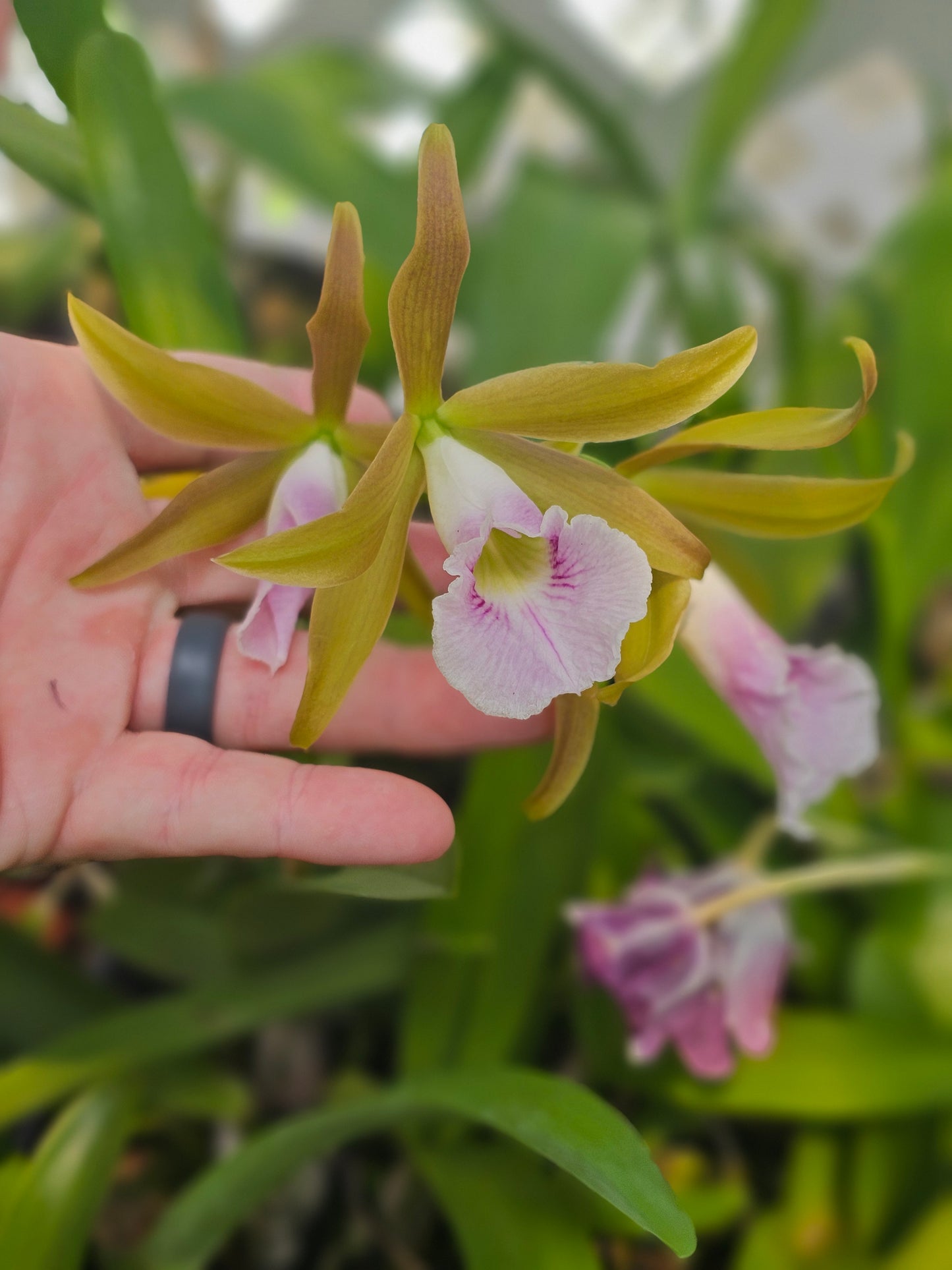 Cattlechea Mem Dollie Mckinnon. Blooming size cattleya orchid hybrid. Seed grown awarded parents.