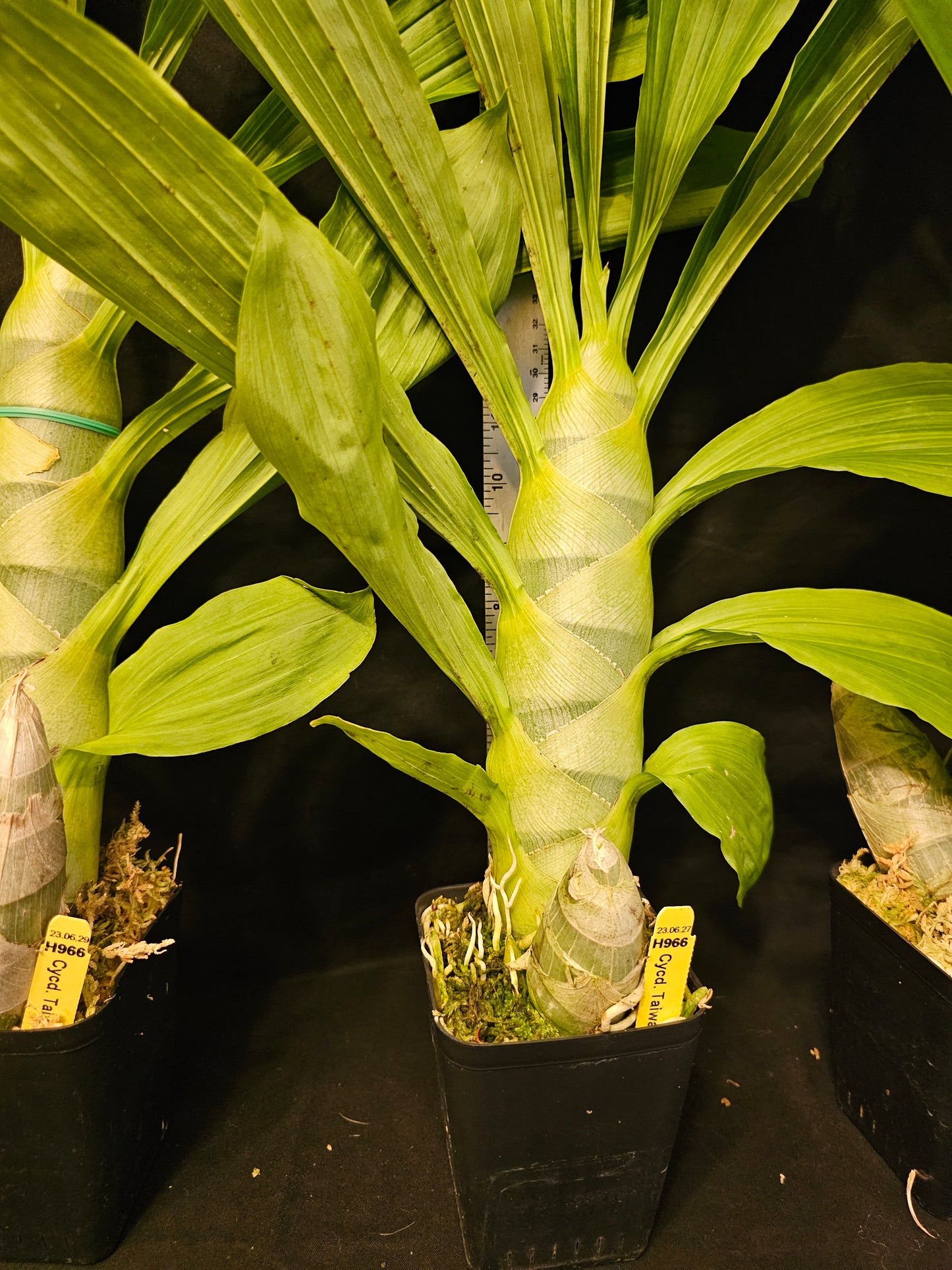 Cycnodes Taiwan Gold 'Orange' (Cycnoches chlorochilon × Mormodes badia)