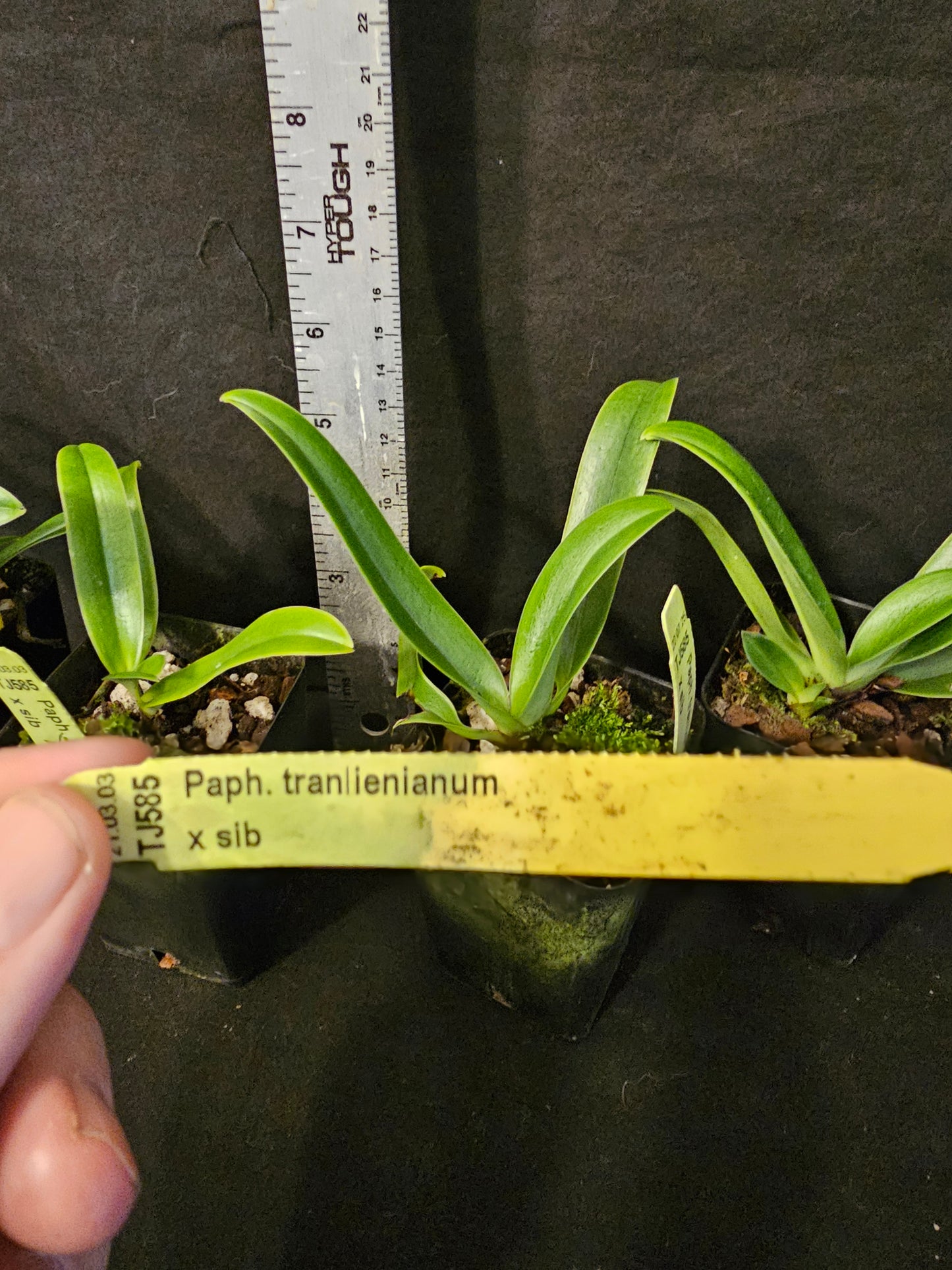 Paphiopedilum trianlienianum x sib. Blooming size paph orchid species unique