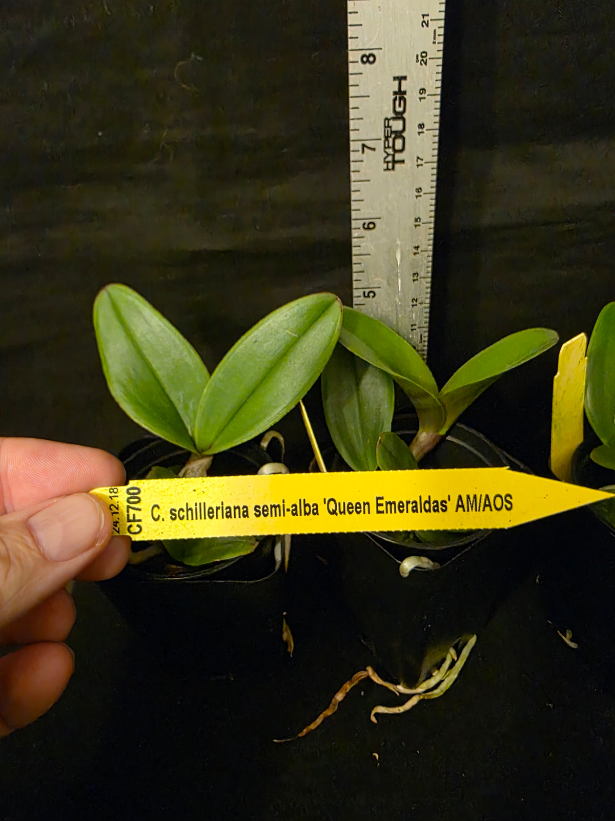 Cattleya schilleriana v semi alba 'Queen Emeraldas' AM/AOS near bloom size species. Rare