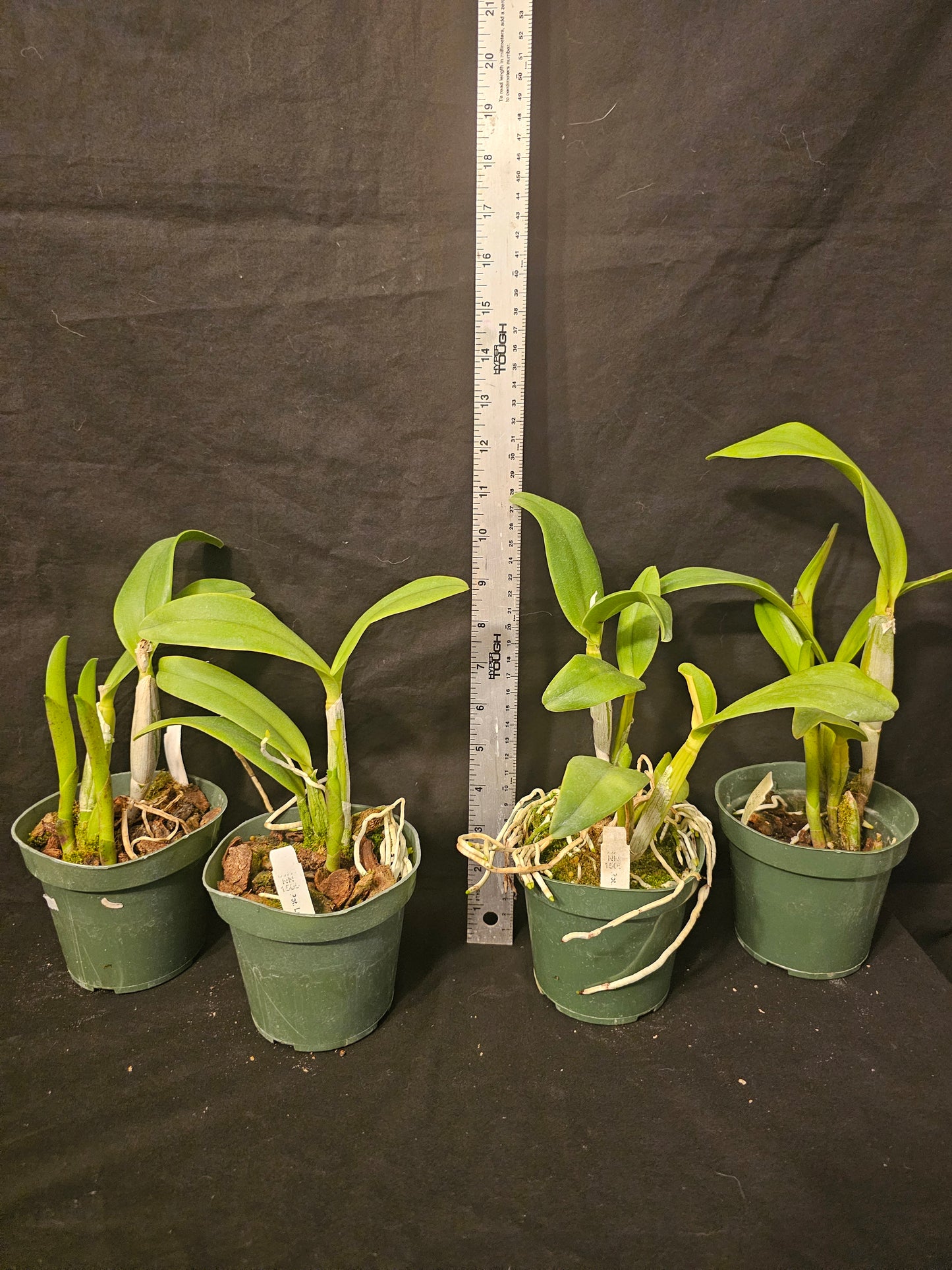 Rth. Love Passion 'Island Romance' blooming size cattleya orchid clone.