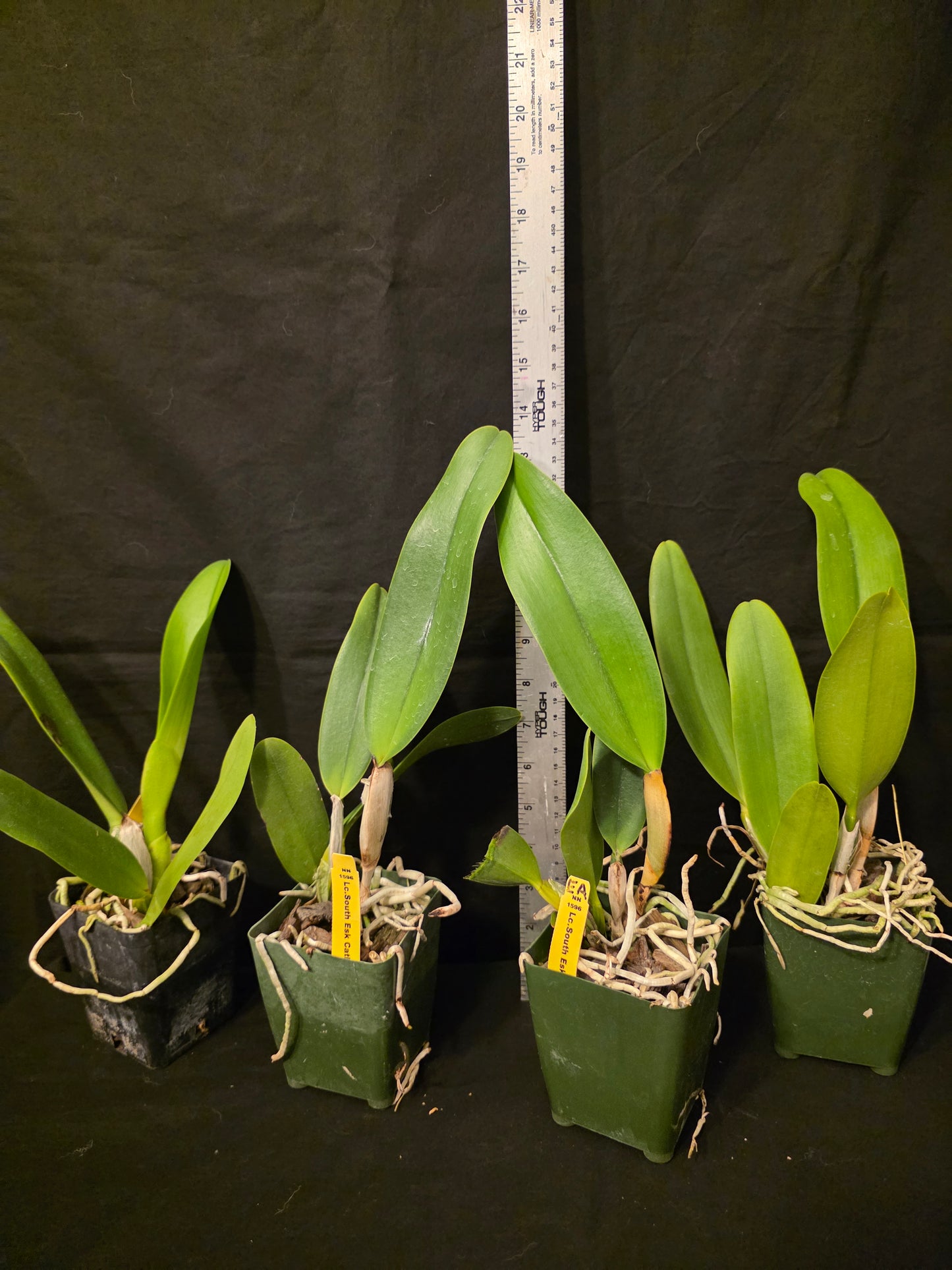 Lc South Esk 'Catherine' near blooming size cattleya orchid clone. Large lavender fragrant blooms