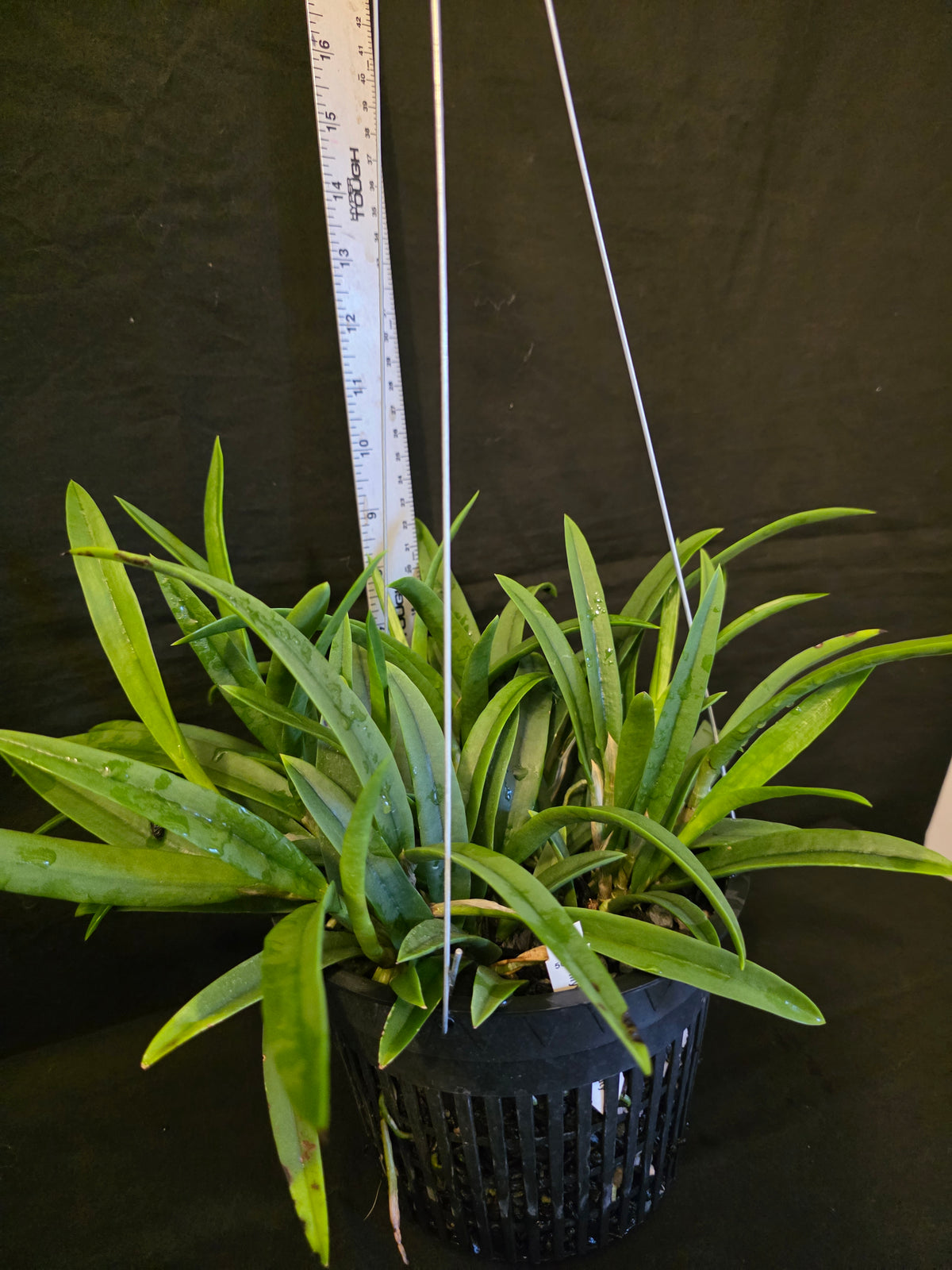 Myrmecavola Aruba's Spotted Beauty Currently in Spike. Large blooming size plant. Hard to find, highly desired. Cattleya Brassavola hybrid