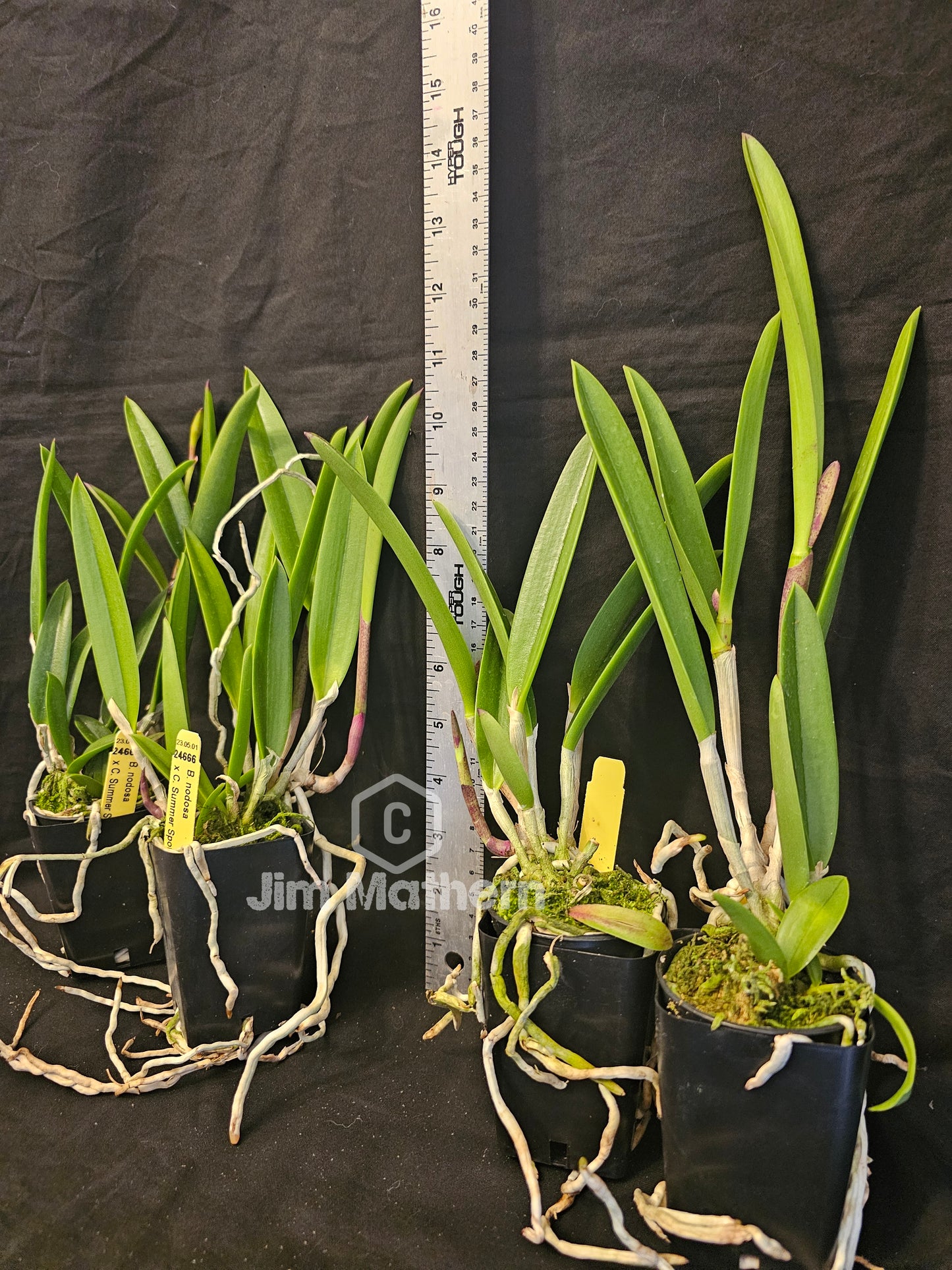 Bc Walter August (C.Summer Spot x B.nodosa) Blooming size Brassocattleya orchid hybrid.