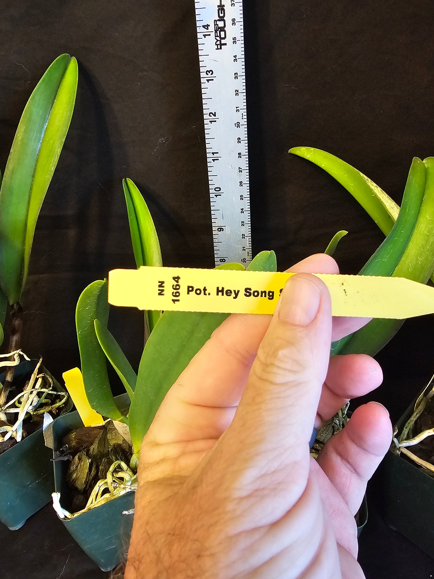 Rlc Hey Song 'Tian Mu' near blooming size cattleya orchid clone. Large beautiful blooms