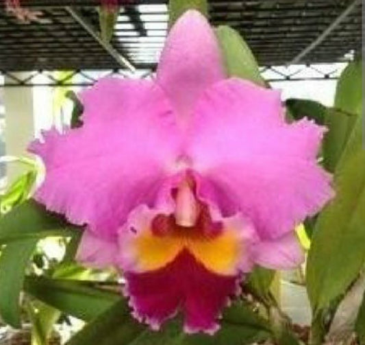 LC Lake Cachuma 'Foothill' near blooming size cattleya orchid clone. Large fragrant blooms