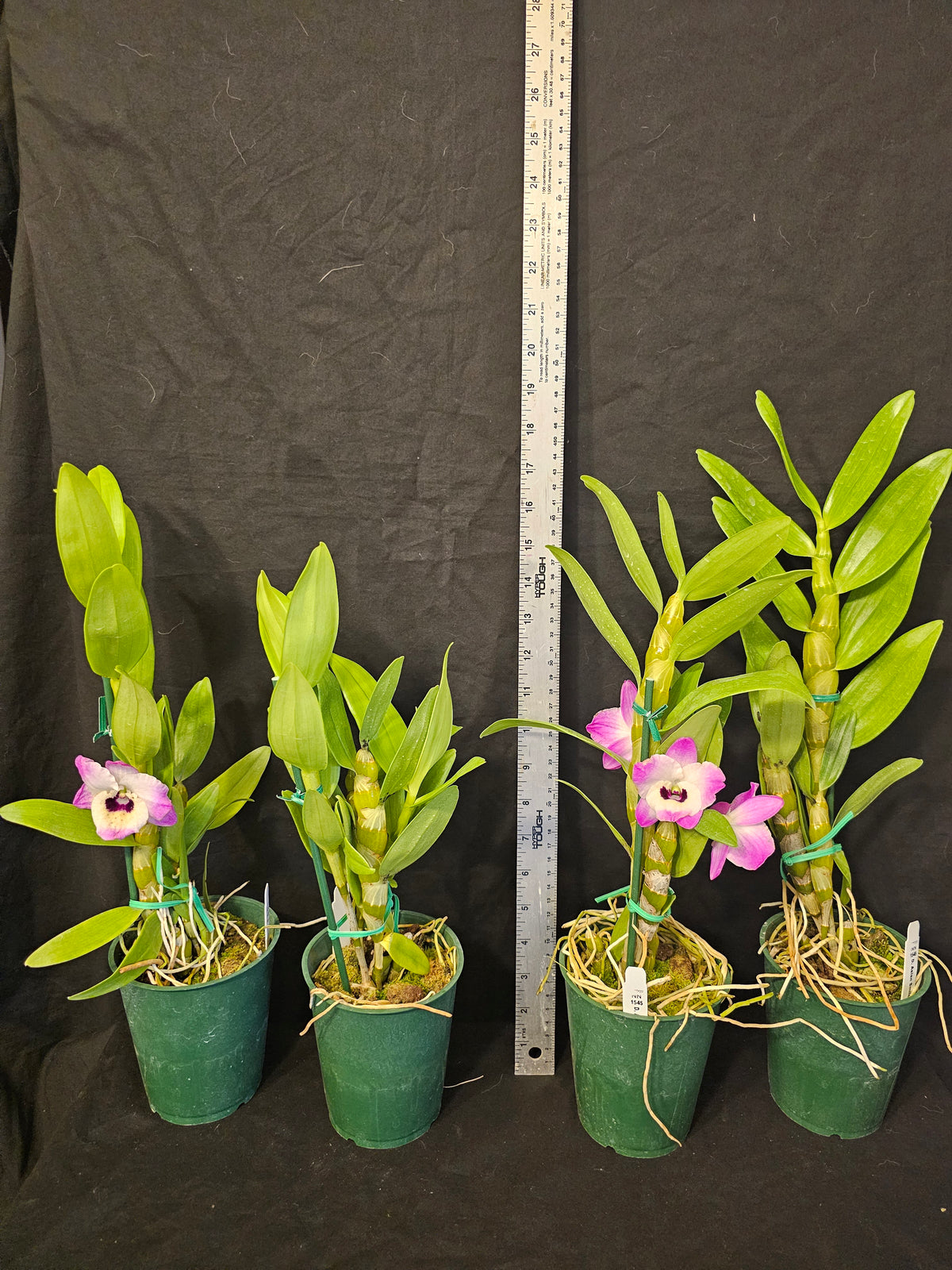 Dendrobium Asian Smile 'Cutie Girl' blooming size nobile Dendrobium Clone.