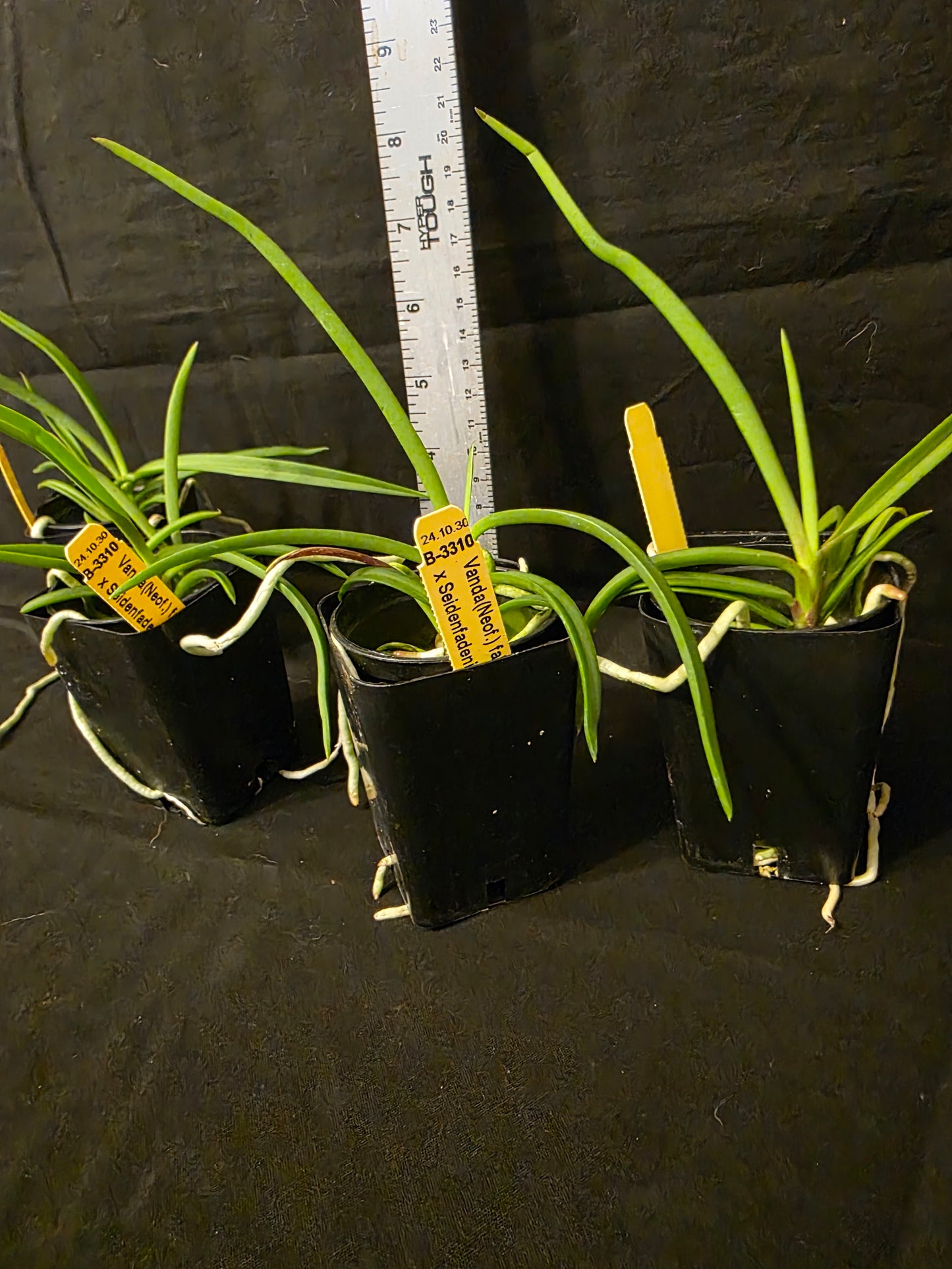 Seidenanda Ucho near blooming size vanda orchid hybrid. Vanda falcata x Seidenfadenia migrate compact vandaceous orchid