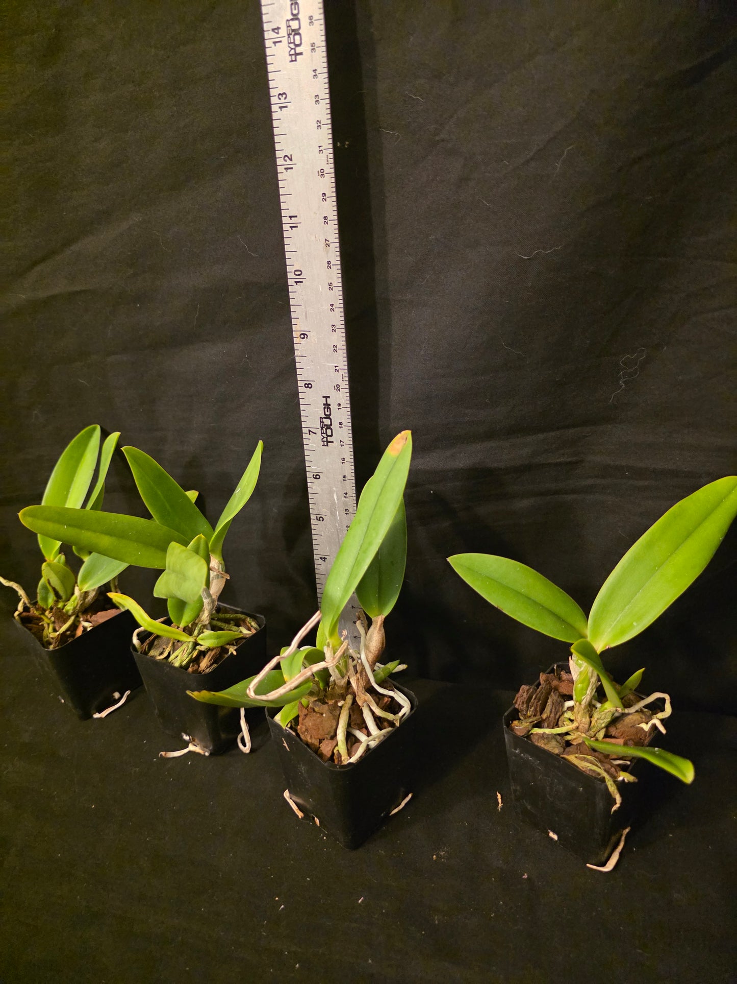 Lc Lake Tahoe x Lc Cornelia. Miniature/compact growing cattleya orchid hybrid. Beautiful coerulea blooms.