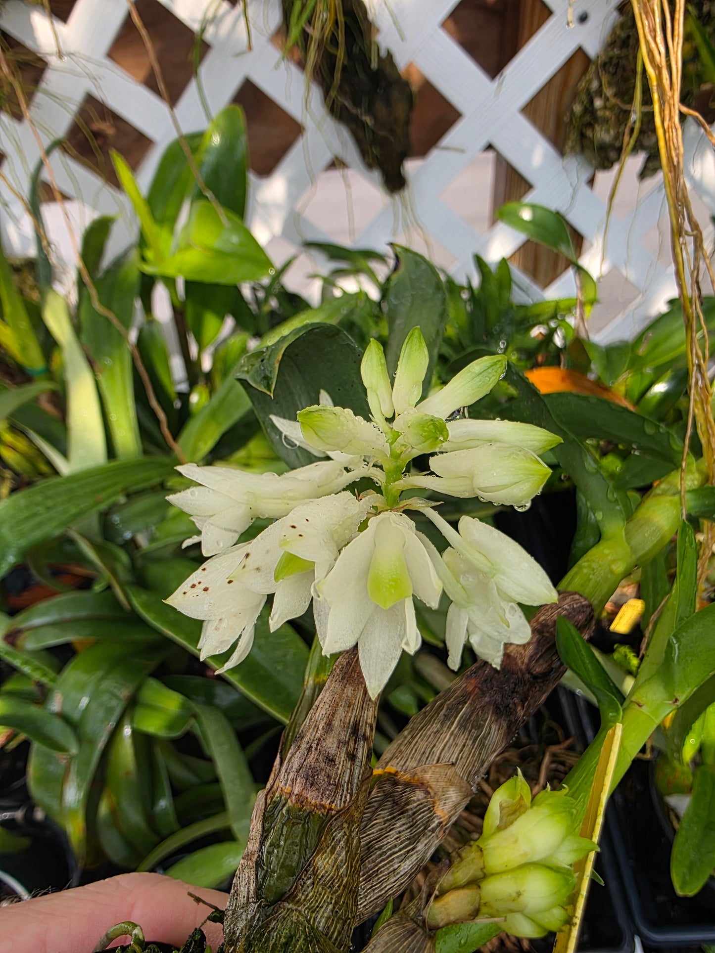 Dendrobium Hsinying Smile 'Mont Blanc' blooming size Dendrobium orchid clone unique beautiful blooms