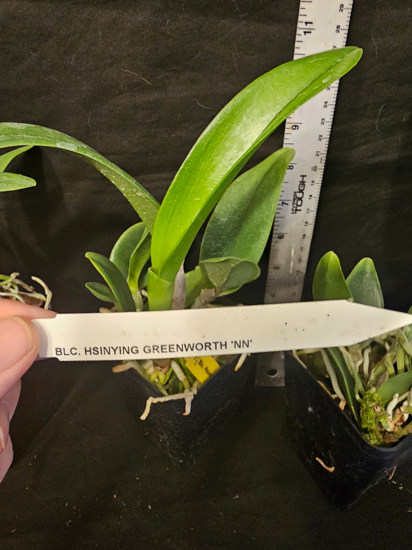 Rlc Hsinying Greenworth 'NN' near blooming size cattkeya orchid clone, beautiful fragrant blooms