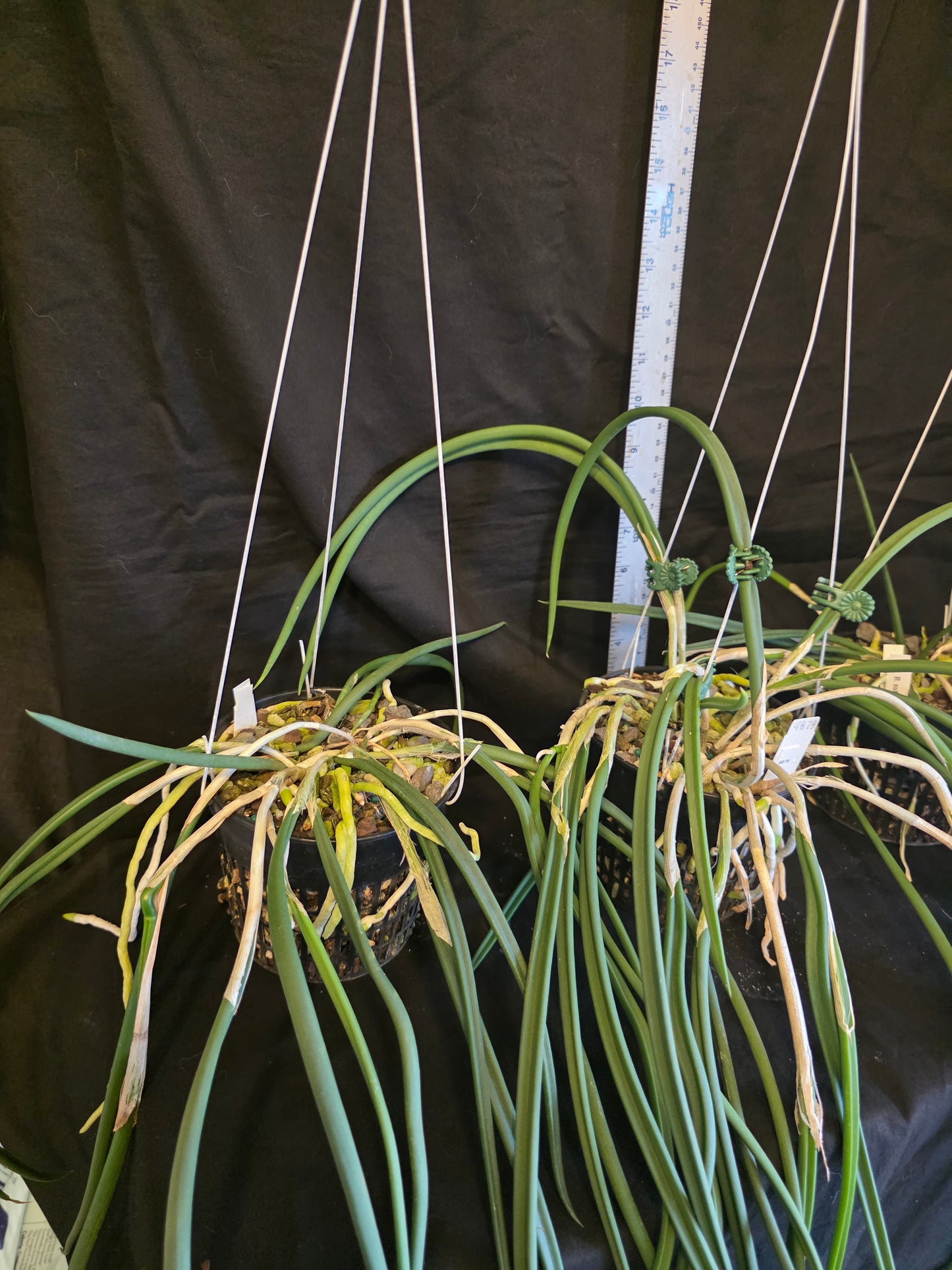 Brassavola subulifolia x B.fragrans. Large blooming size near specimen size plant in 5" basket. Fragrant