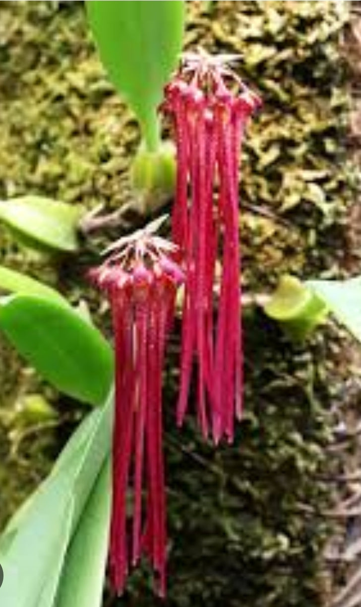 Bulbophyllum habrotinum. Blooming size bulbophyllum orchid species.