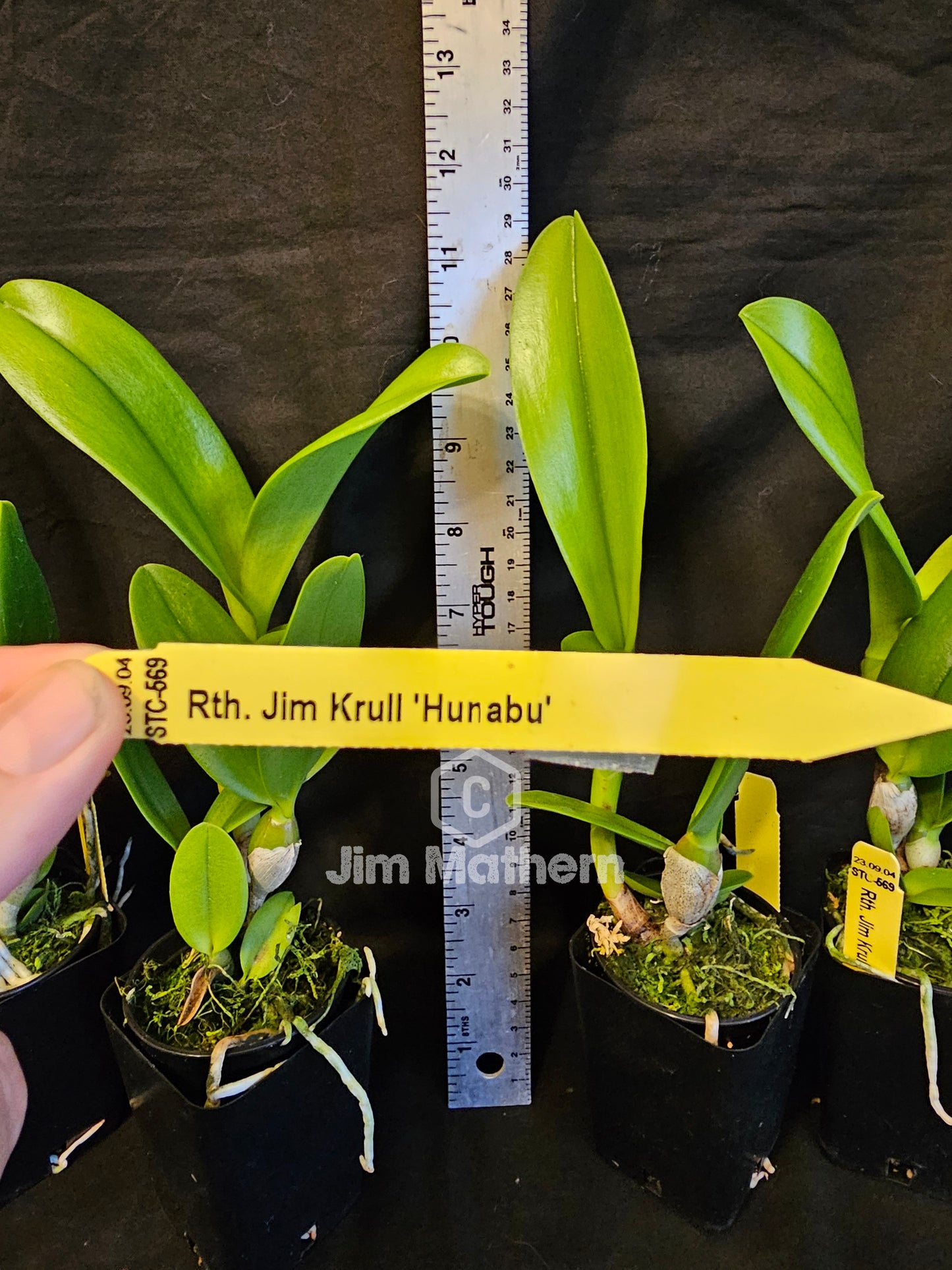 Rth. Jim Krull 'Hunabu' bloomimg size compact cattleya orchid clone.