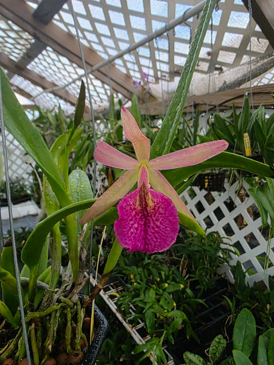 Brassavola nodosa x Pot Elaine Taylor #2. Blooming size 4" basket