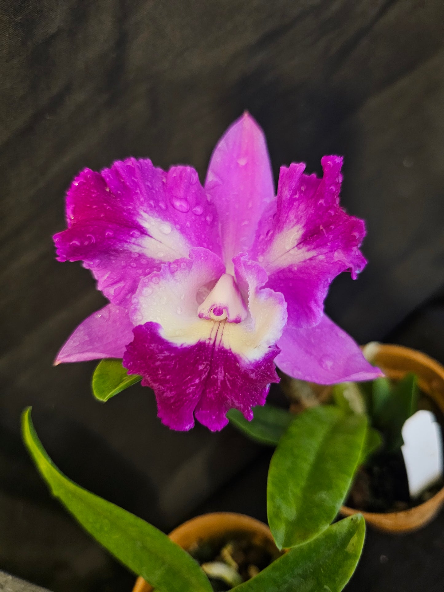 Lc Mari's Love 'Taka' blooming size compact growing cattleya orchid clone. Highly fragrant beautiful peloric blooms