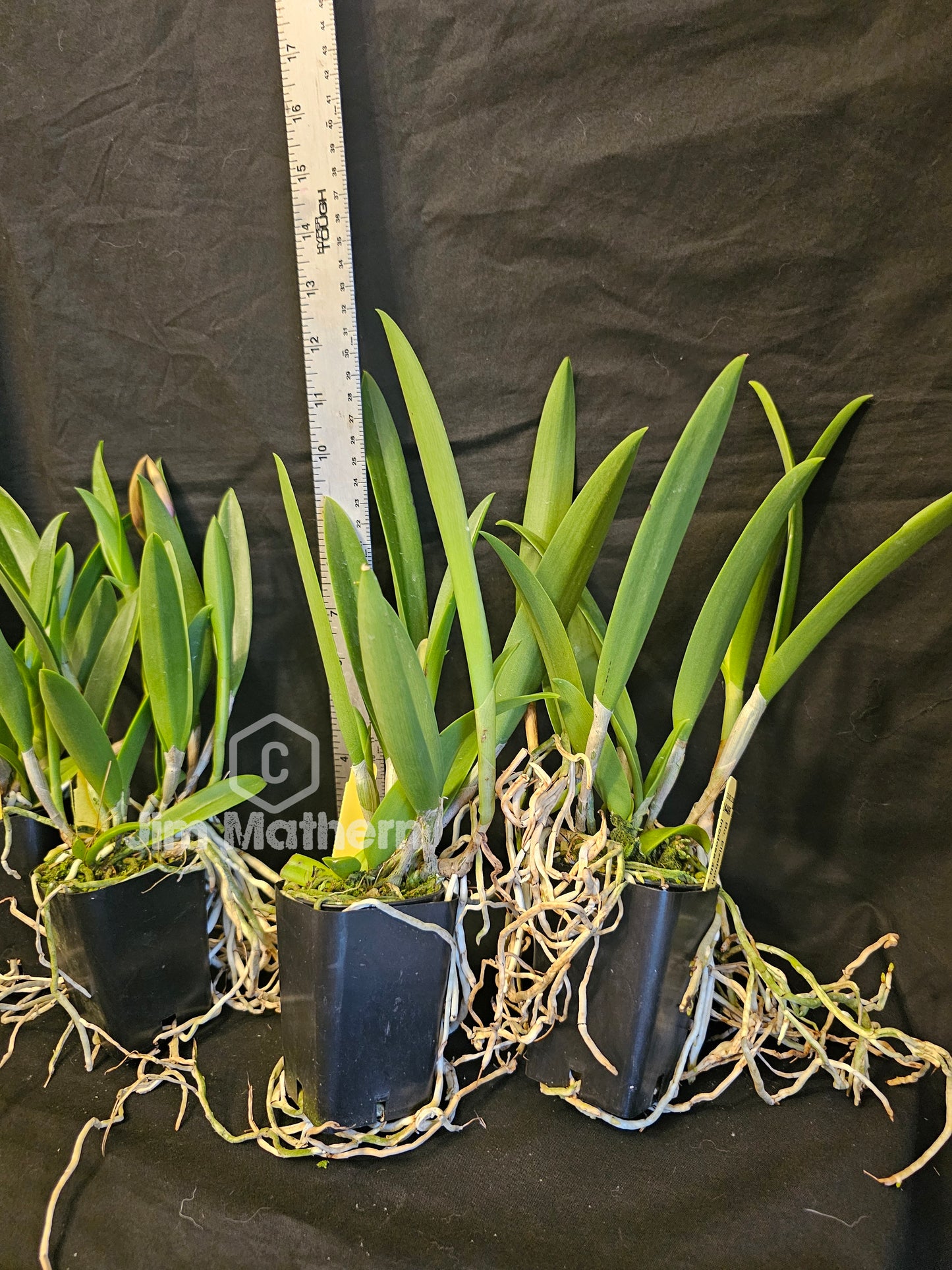 BC. Elizabeth 4N (Brassavola nodosa 4n x Gurianthe skinneri 4n)