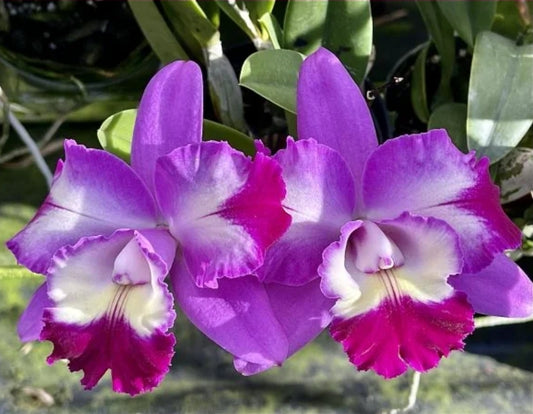 Lc Mari's Love 'Taka' blooming size compact growing cattleya orchid clone. Highly fragrant beautiful peloric blooms