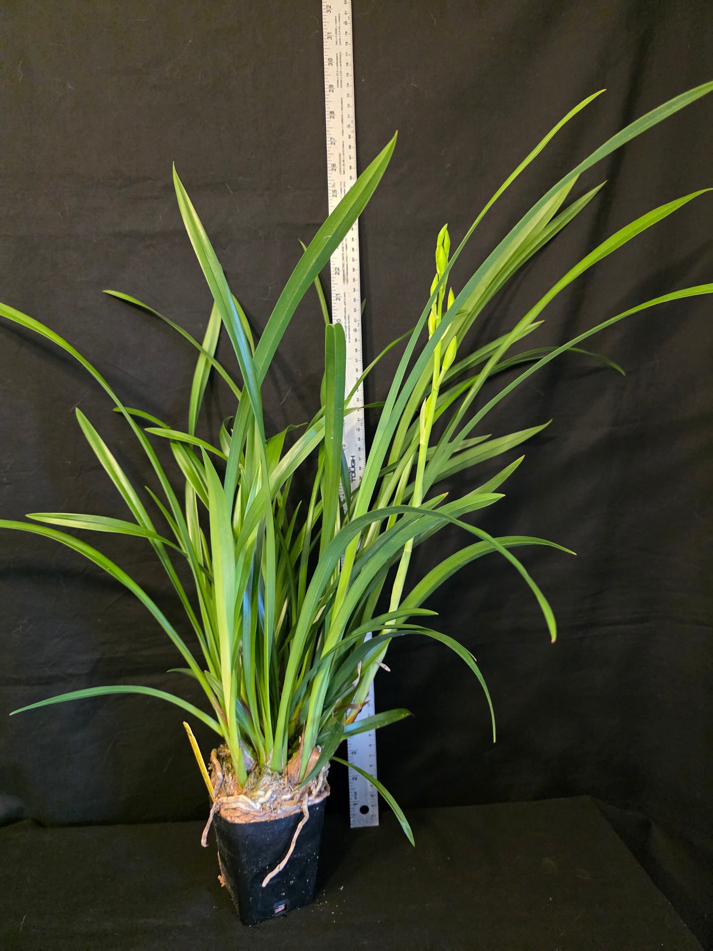 In spike, Cymbidium Golden Elf 'Sundust' Warm Tolerant Bloomimg Size Cymbidium Orchid
