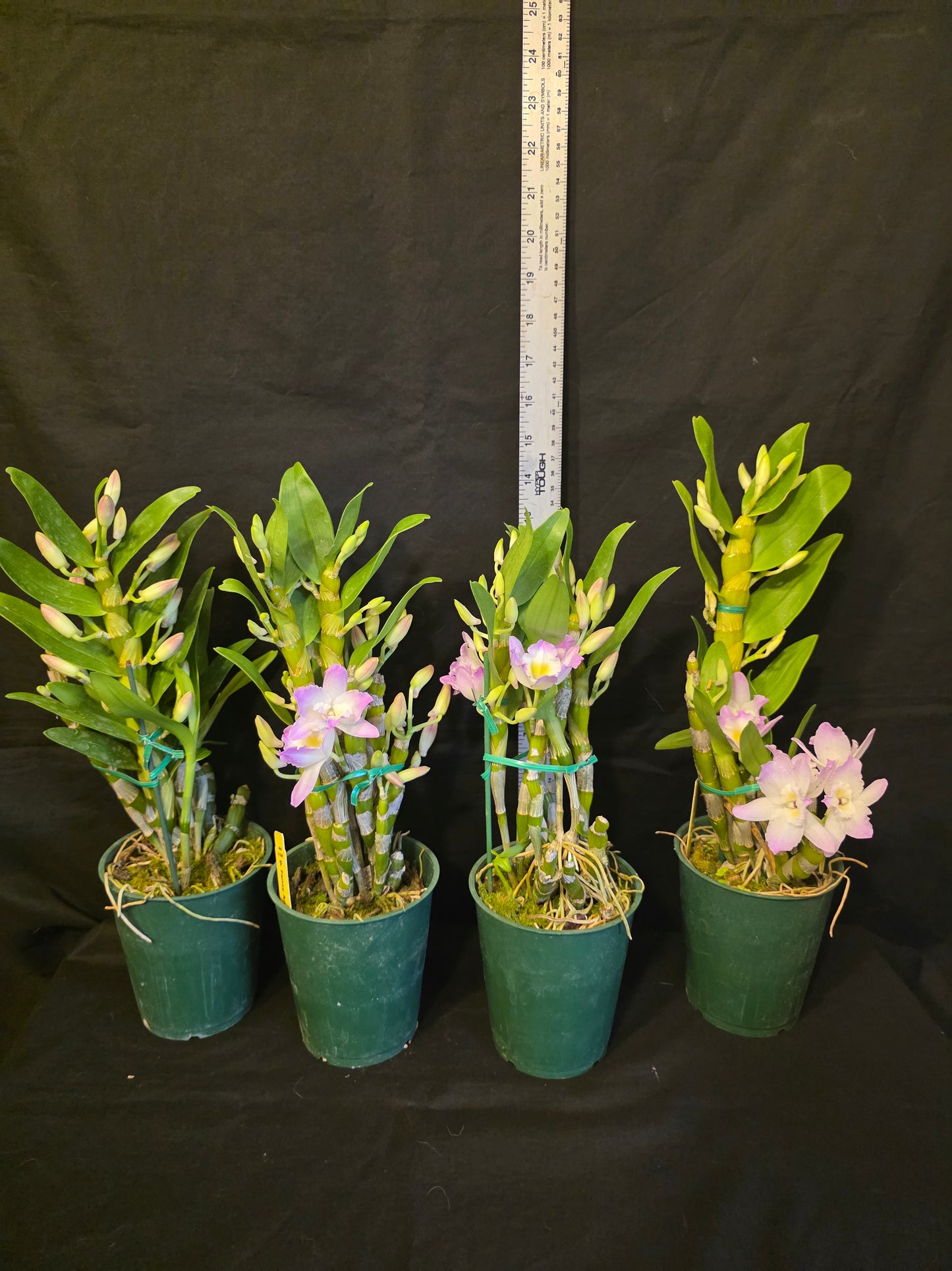 Dendrobium Fancy Angel 'Lychee' blooming size nobile dendrobium. Beauriful