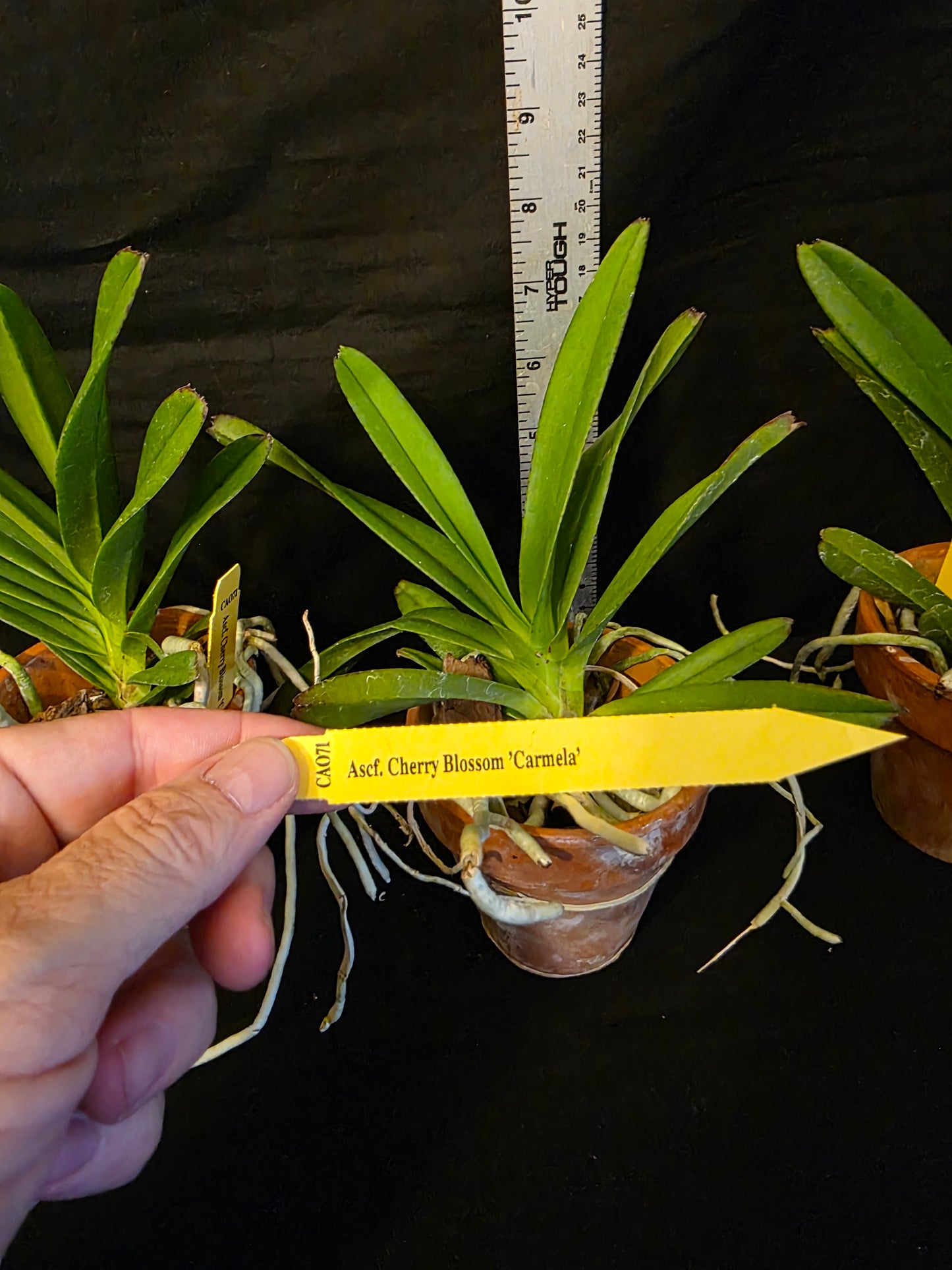 Ascofinetia Cherry Blossom 'Carmela' near blooming size miniature vanda clone, attractive pink blooms.