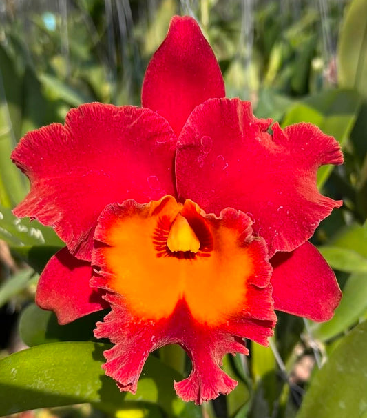 Rlc Siam Red 'Sun & Moon' near blooming size cattleya orchod clone. Large red fragrant blooms.