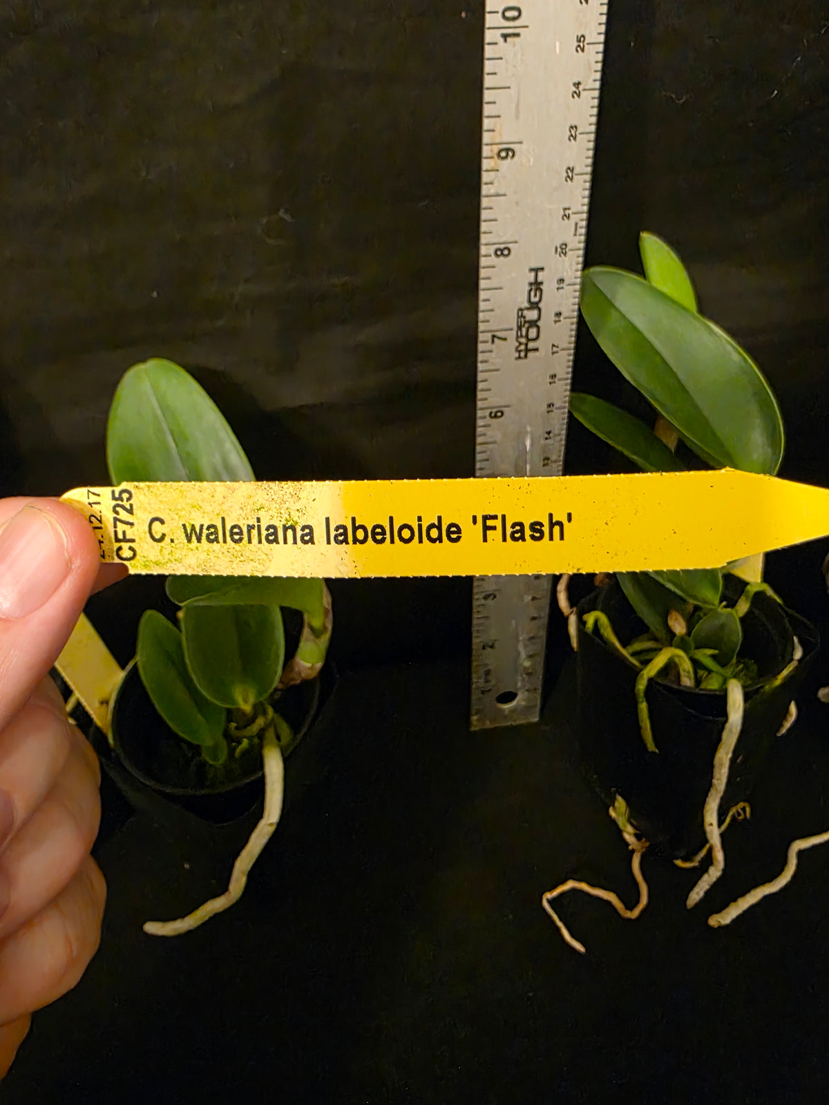Cattleya walkeriana labeloide 'Flash' (trilabelo) blooming size cattleya orchid species. Rare