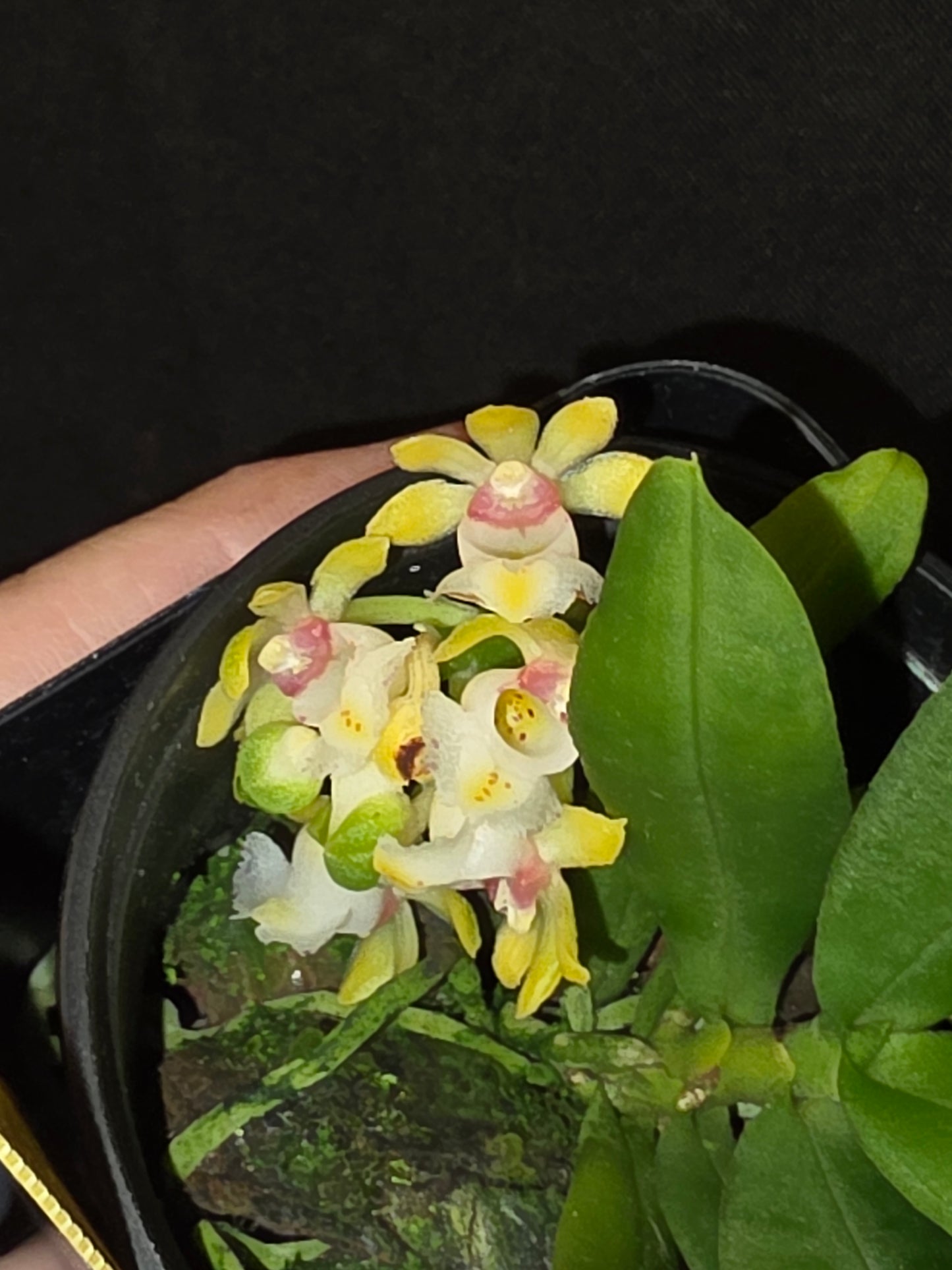 Gastrochilus japonicus blooming size miniature orchid species.