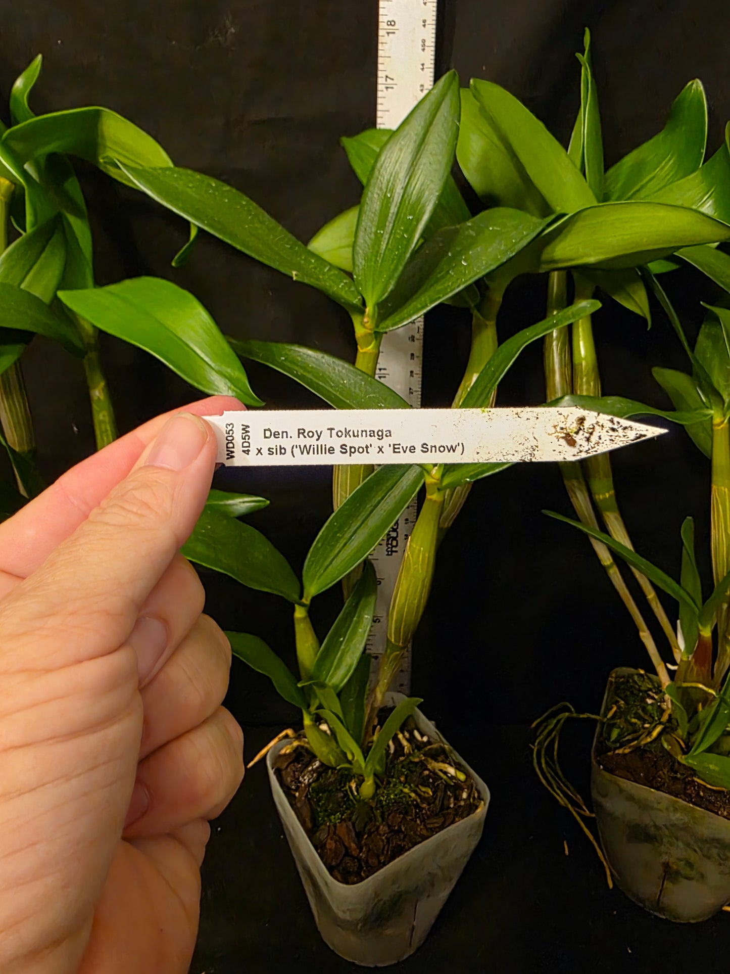 Dendrobium Roy Tokunaga x sib. Blooming size Latauria Dendrobium, large plants
