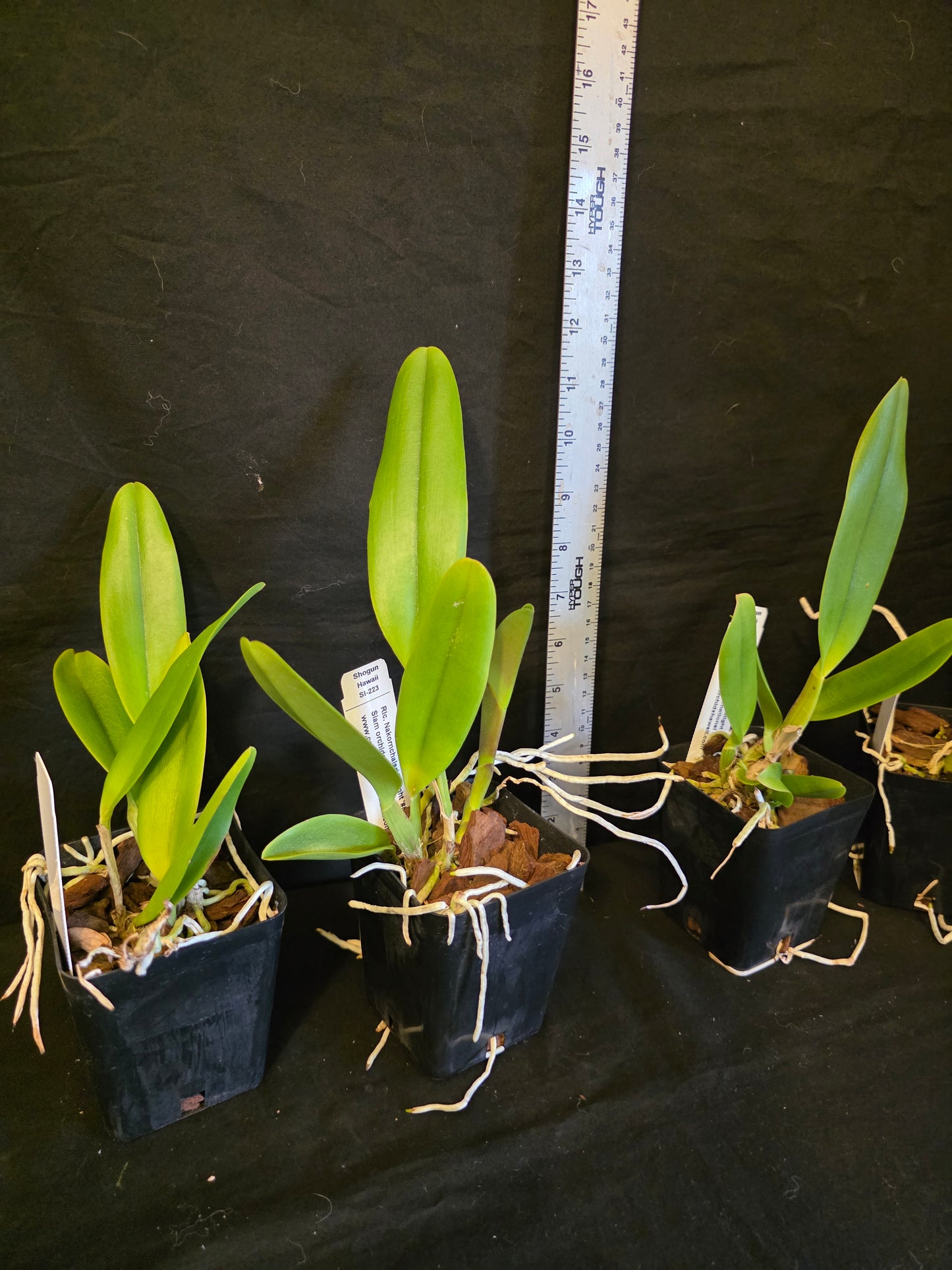 Rlc Nakornchaisri delight '#5' near blooming size cattleya orchid clones. Large fragrant blooms
