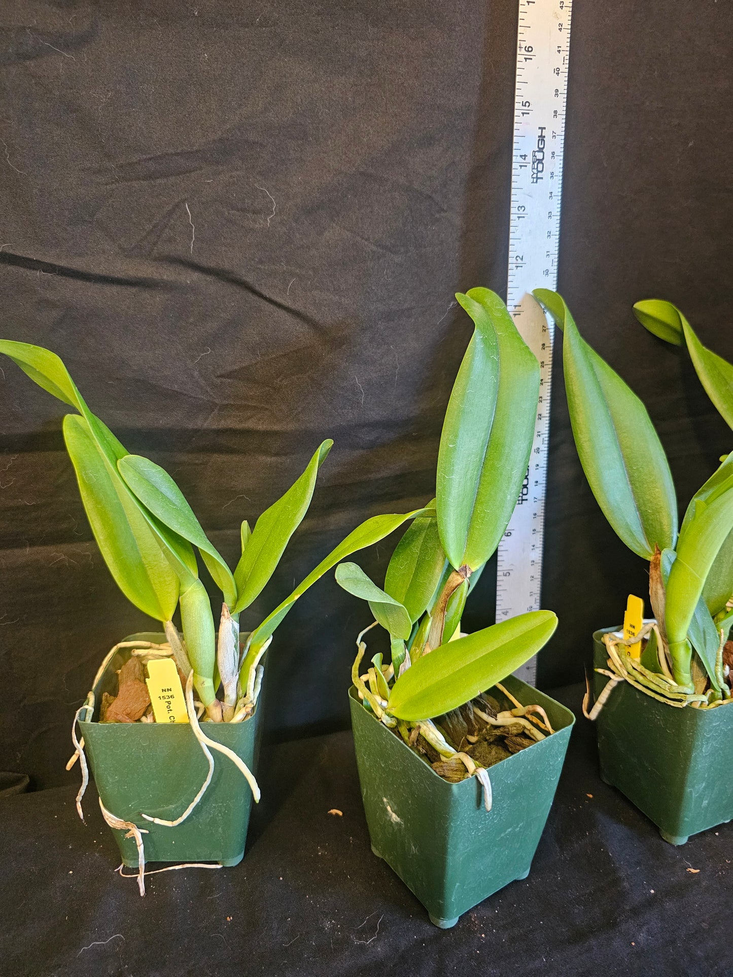 Rth Chief Sweet Orange 'Sweet Orange' (Cattlianthe Tutankamen × Rhyncholaeliocattleya Chyong Guu Chaffinch)